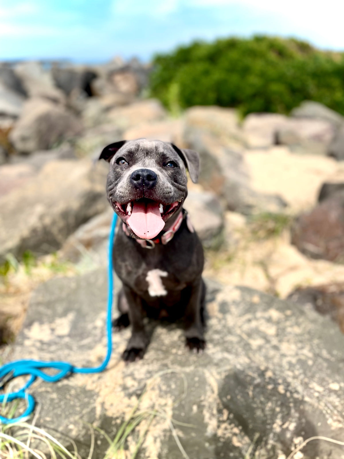 Private Dog Training