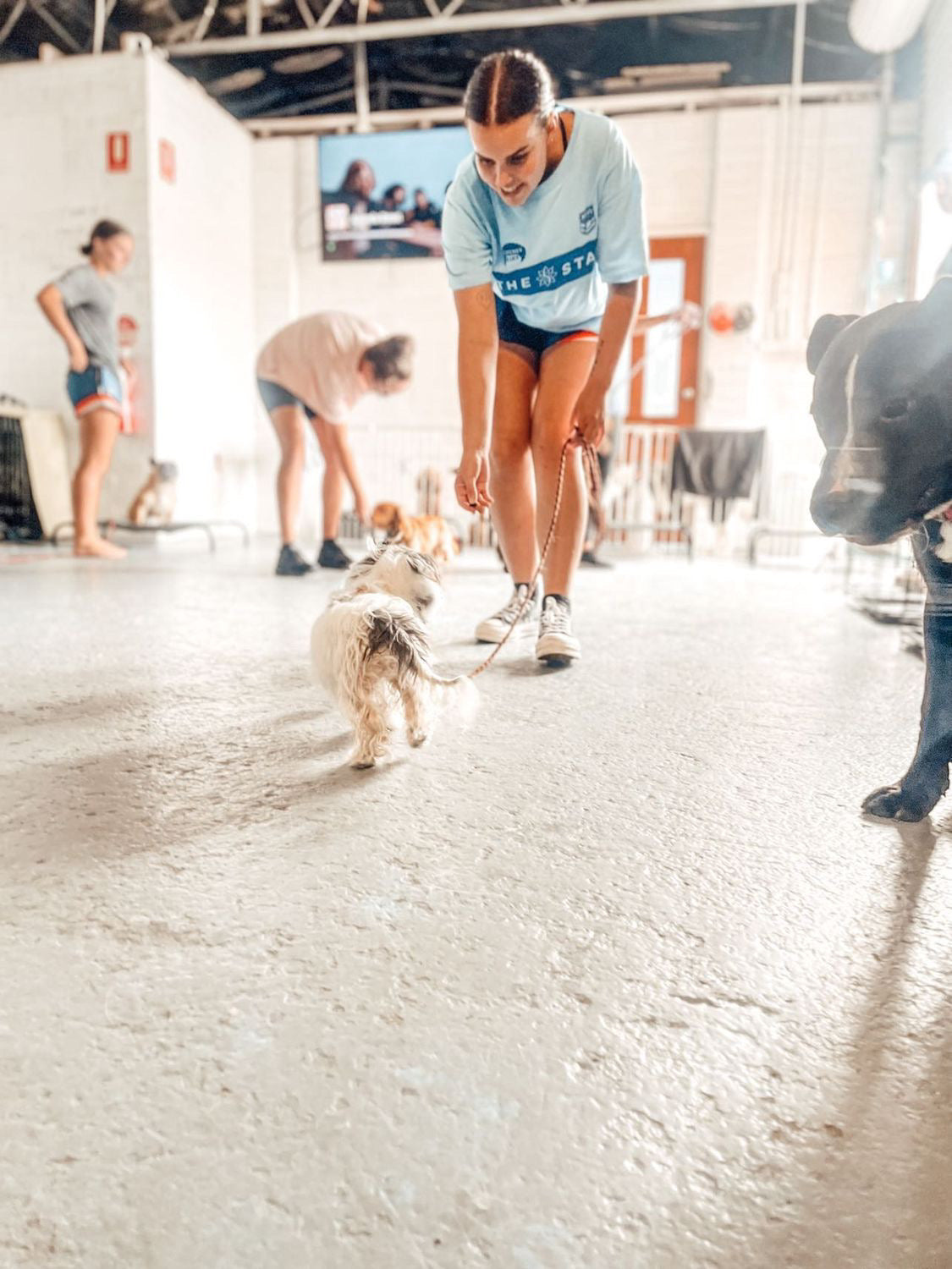 Juvenile Dog Training Class