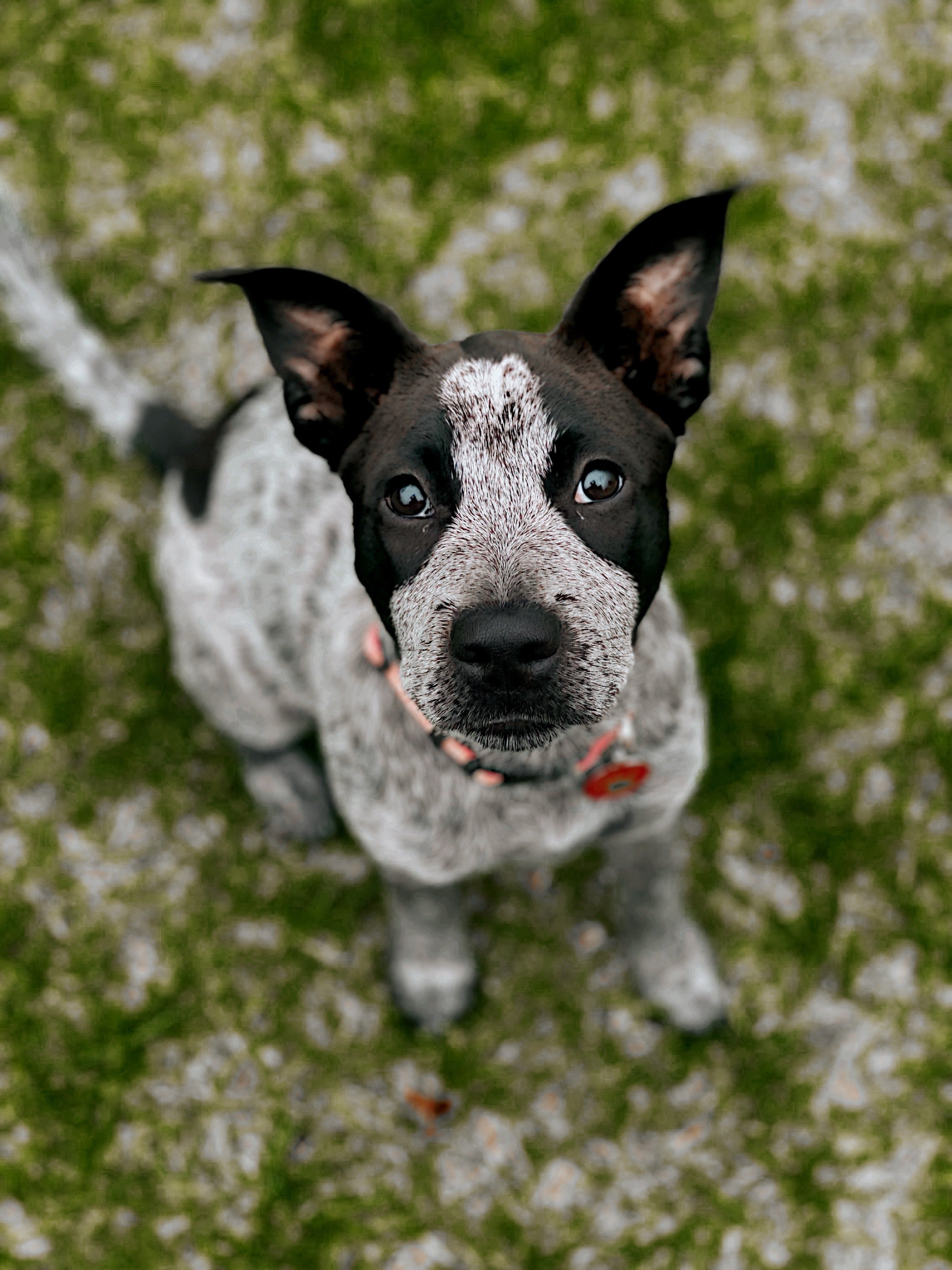 Juvenile Dog Training Class