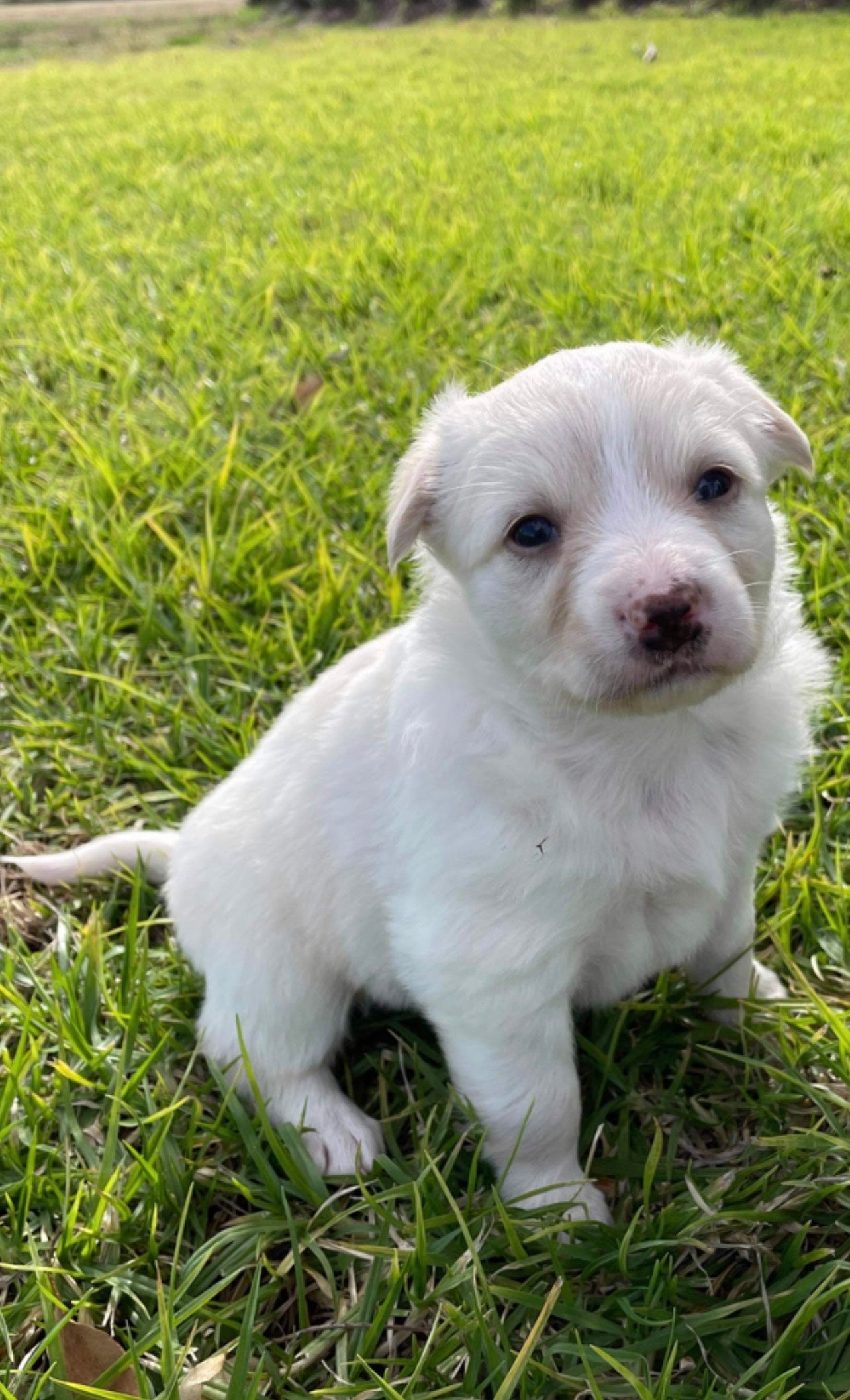 Juvenile Dog Training Class
