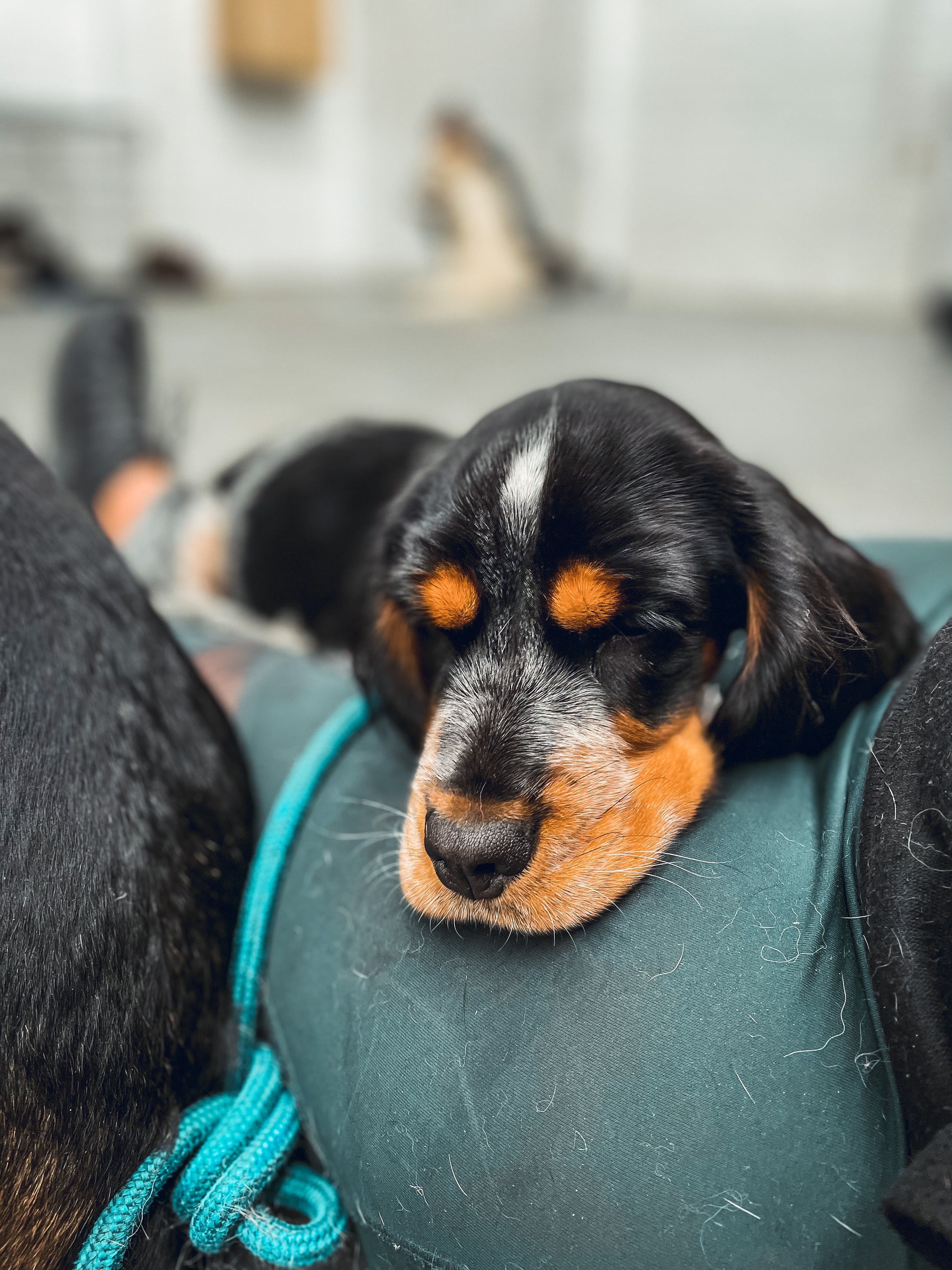 Juvenile Dog Training Class