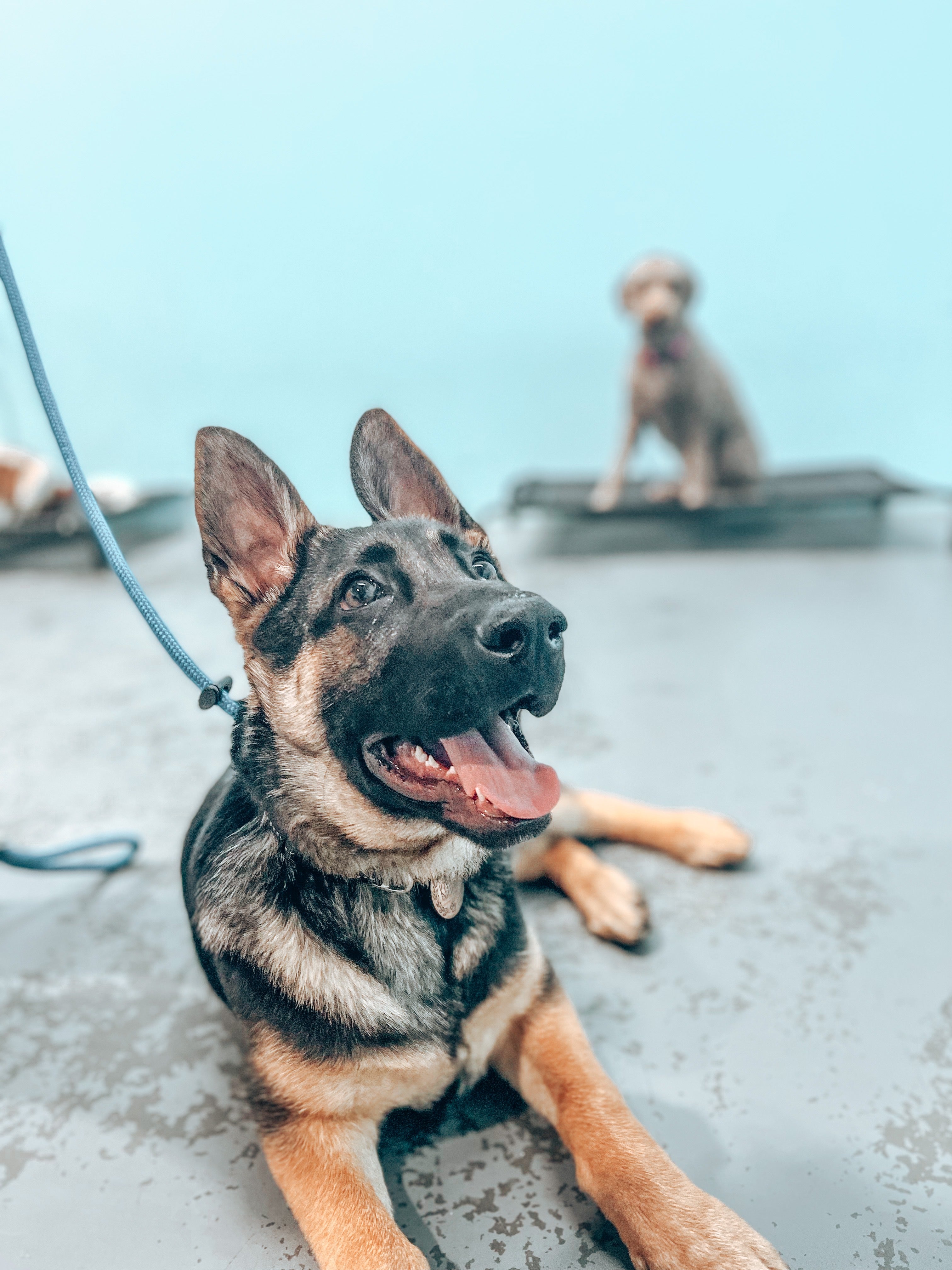 Juvenile Dog Training Class