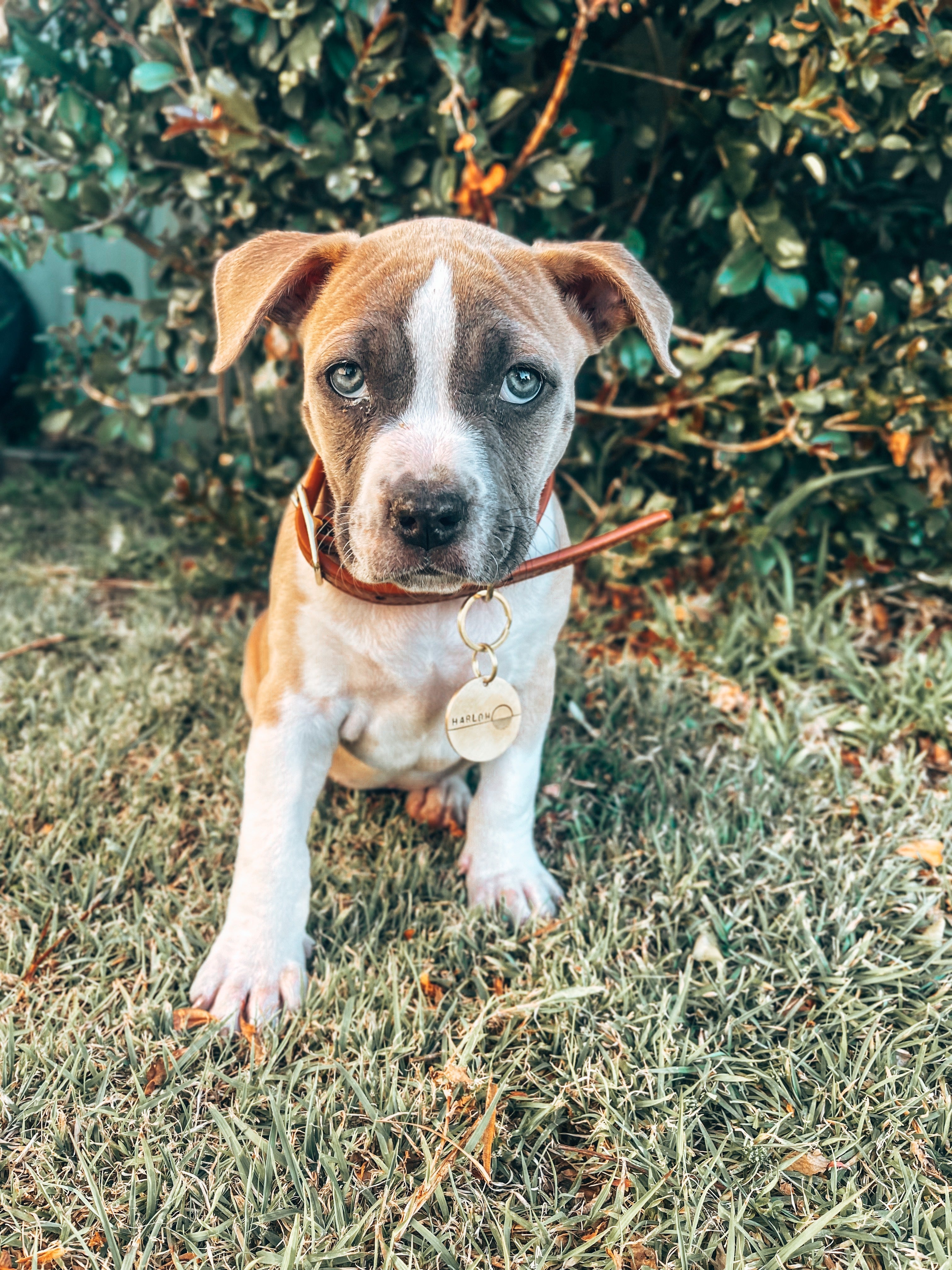 Juvenile Dog Training Class