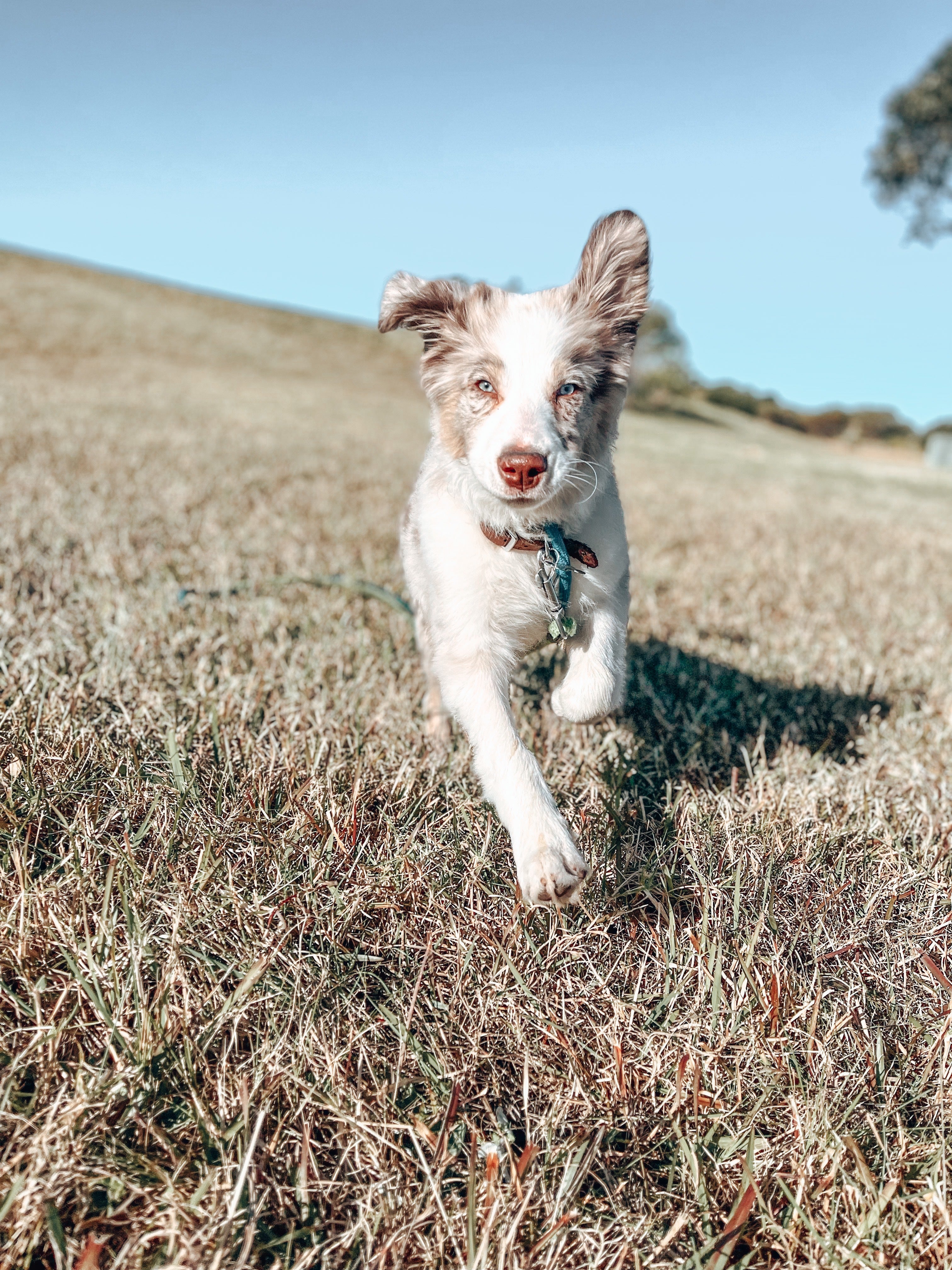 Juvenile Dog Training Class