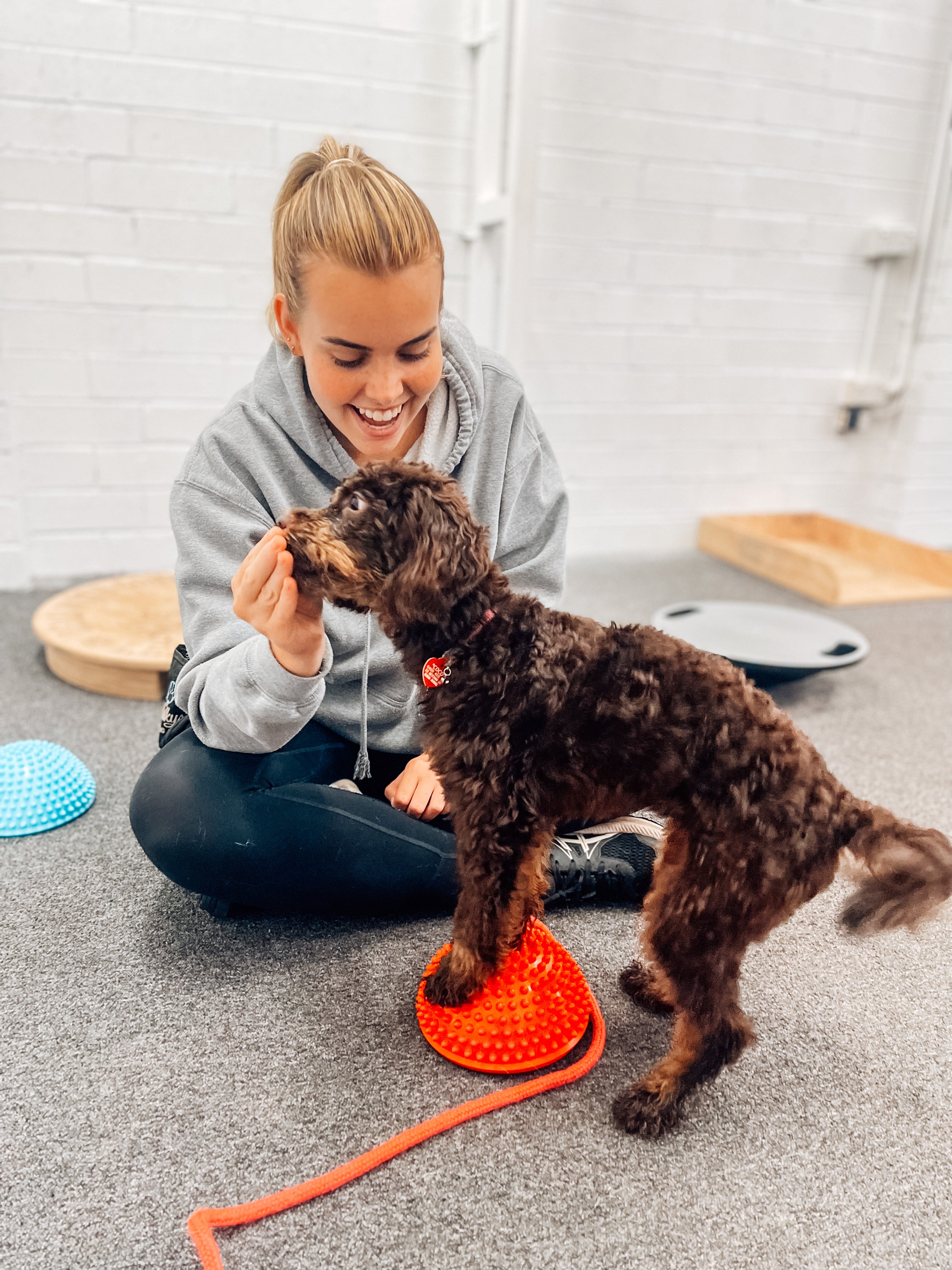 Juvenile Dog Training Class
