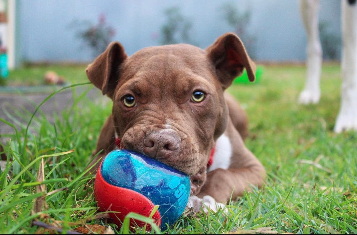 Juvenile Dog Training Class