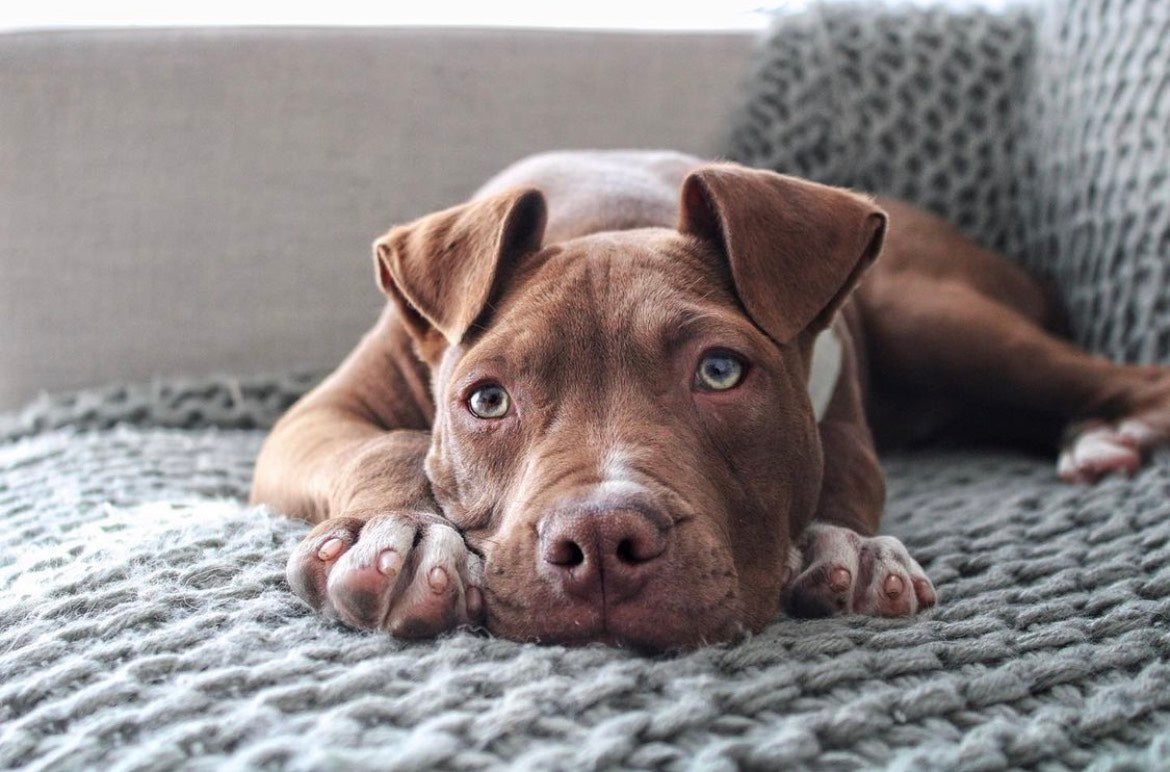 Juvenile Dog Training Class