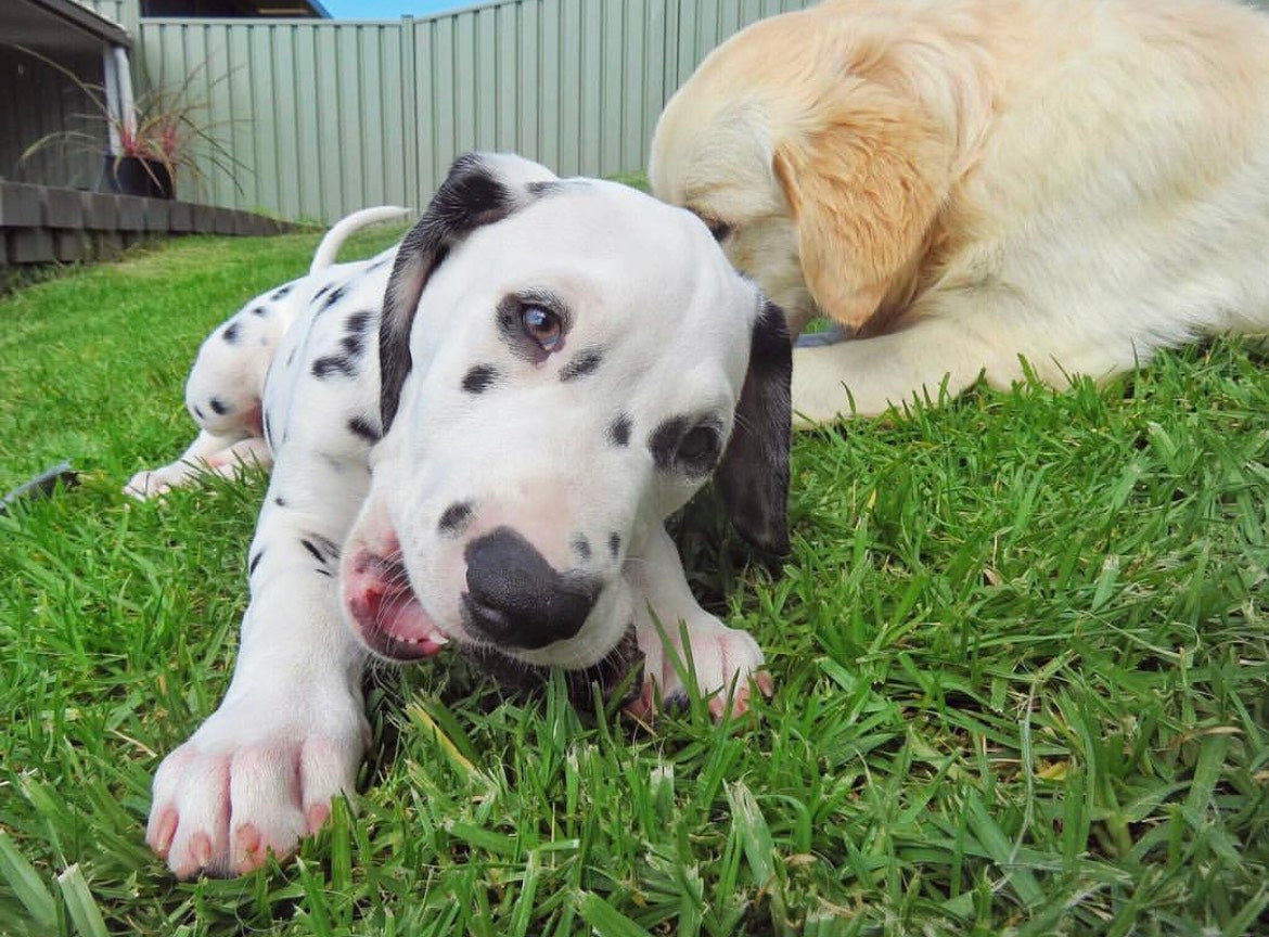 Juvenile Dog Training Class