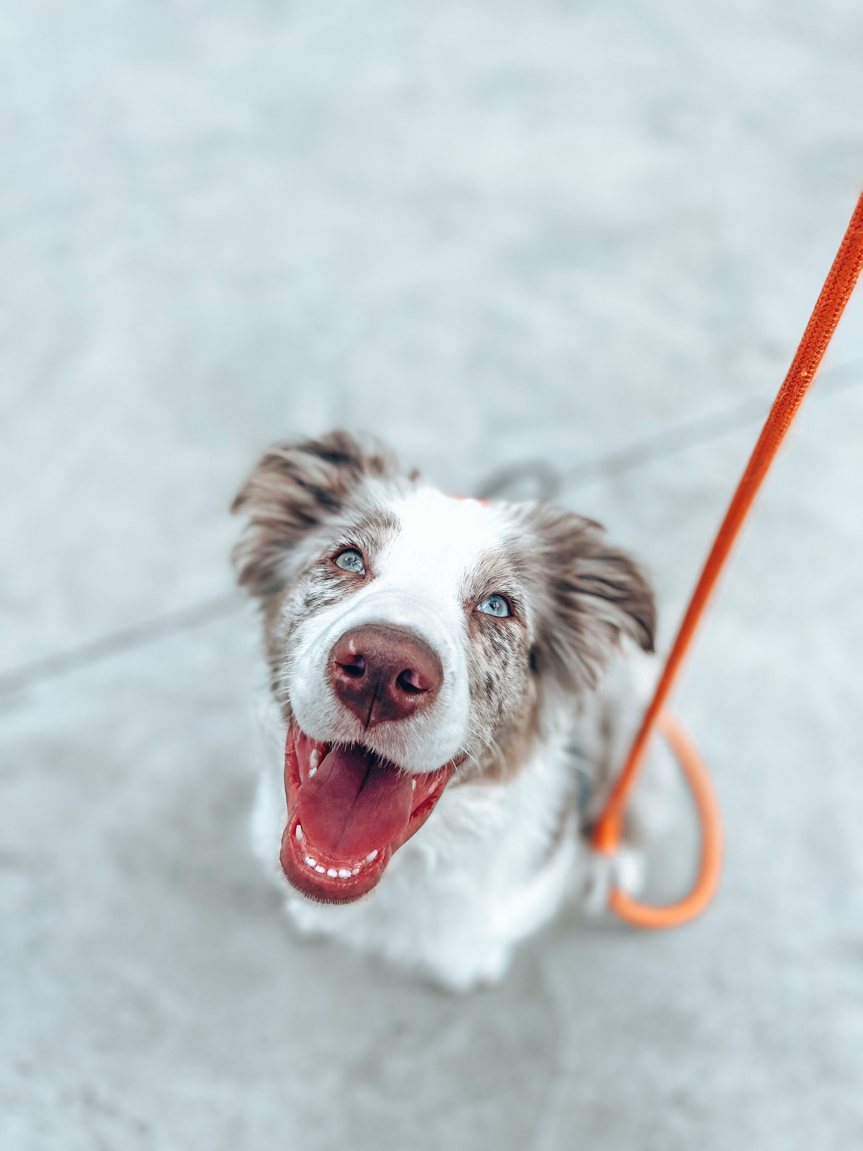 Juvenile Dog Training Class