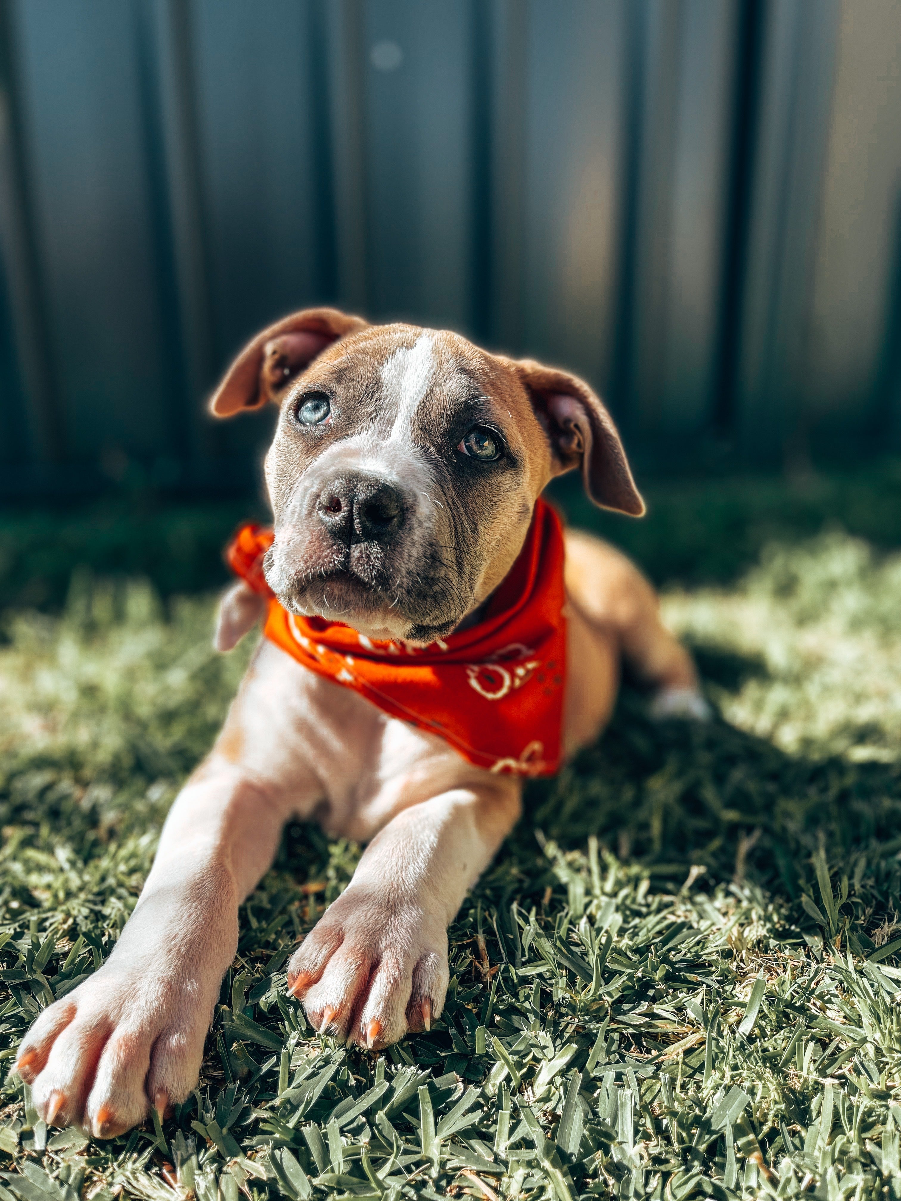 Juvenile Dog Training Class