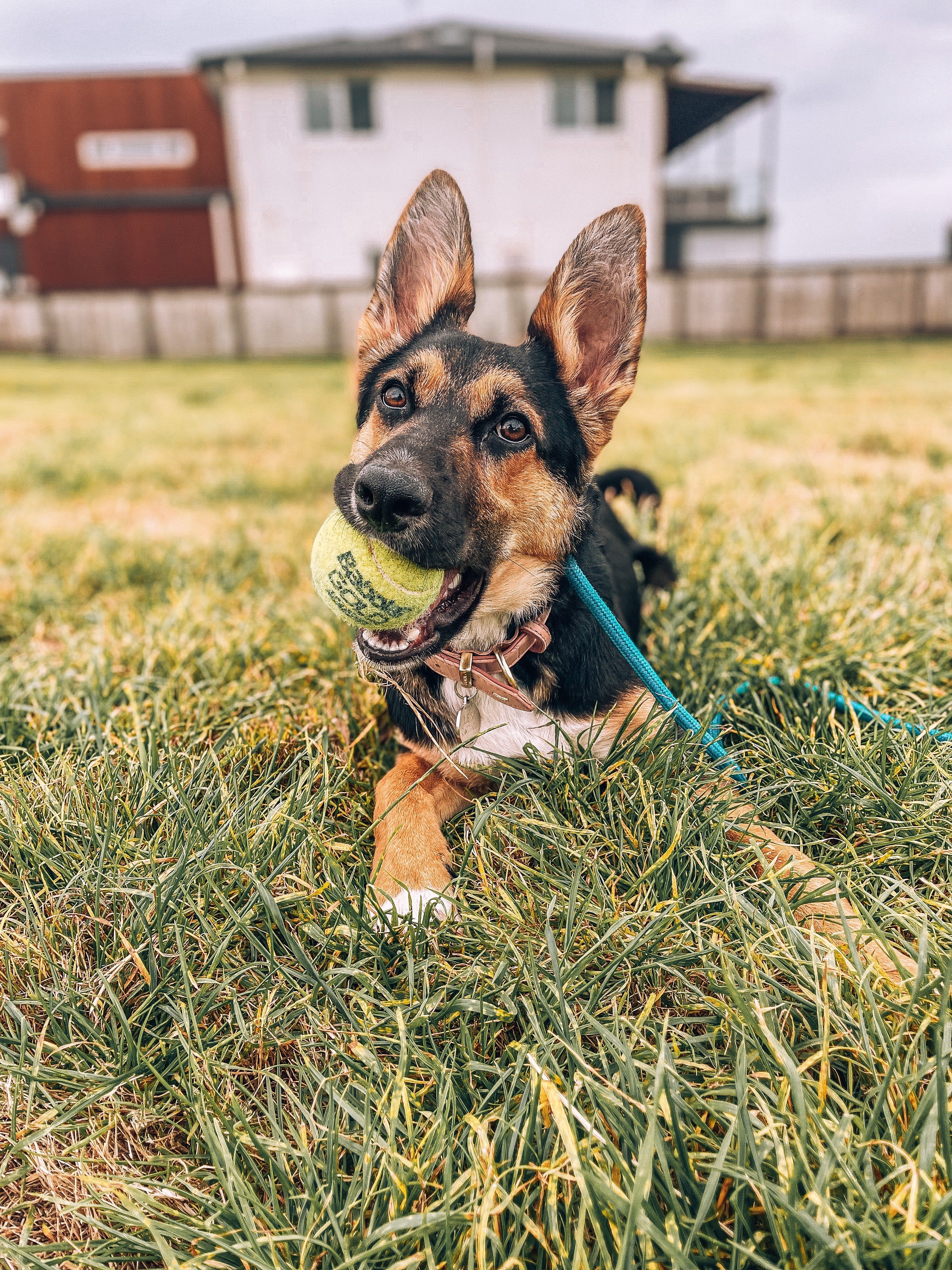 Juvenile Dog Training Class