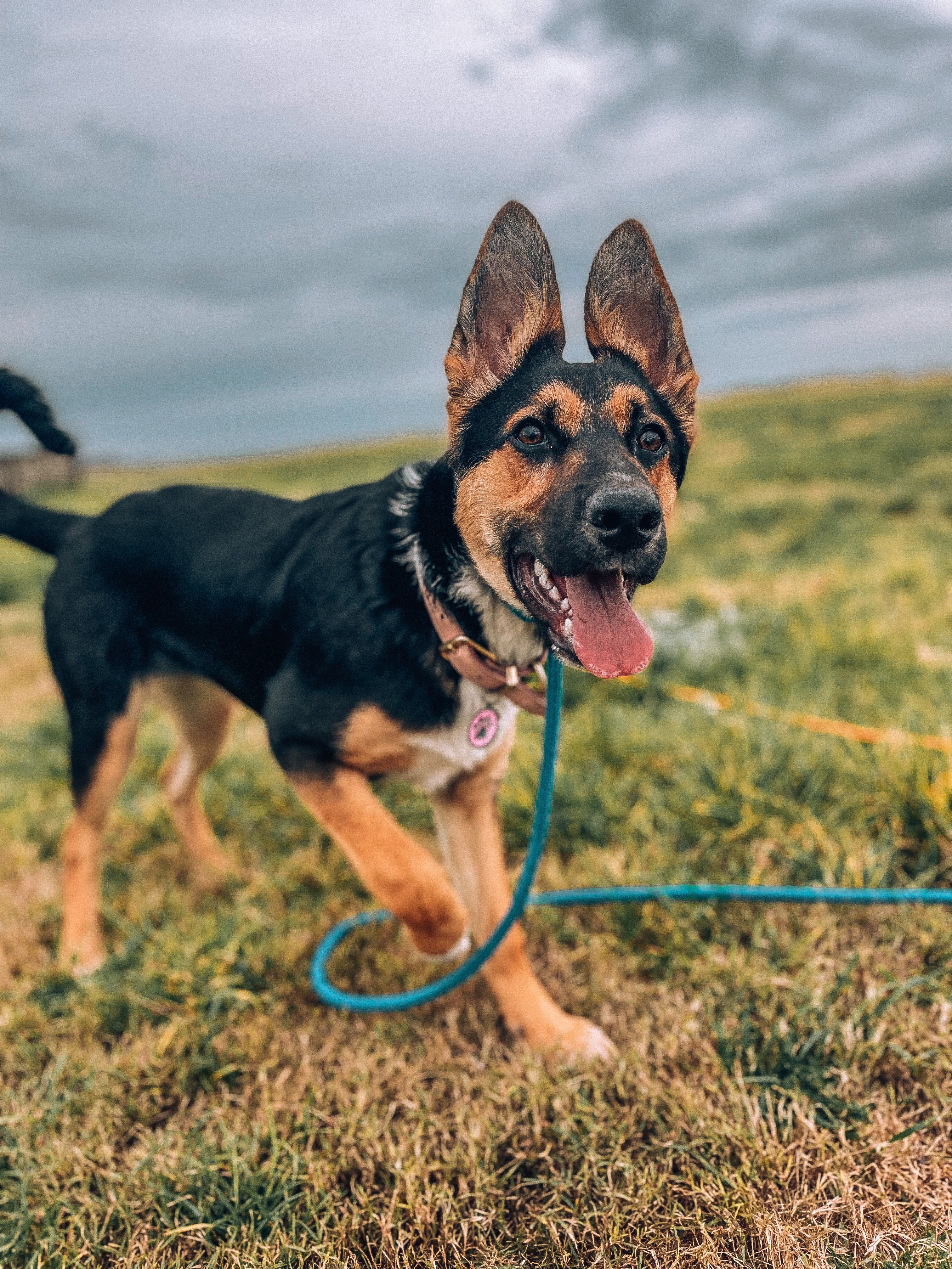 Juvenile Dog Training Class