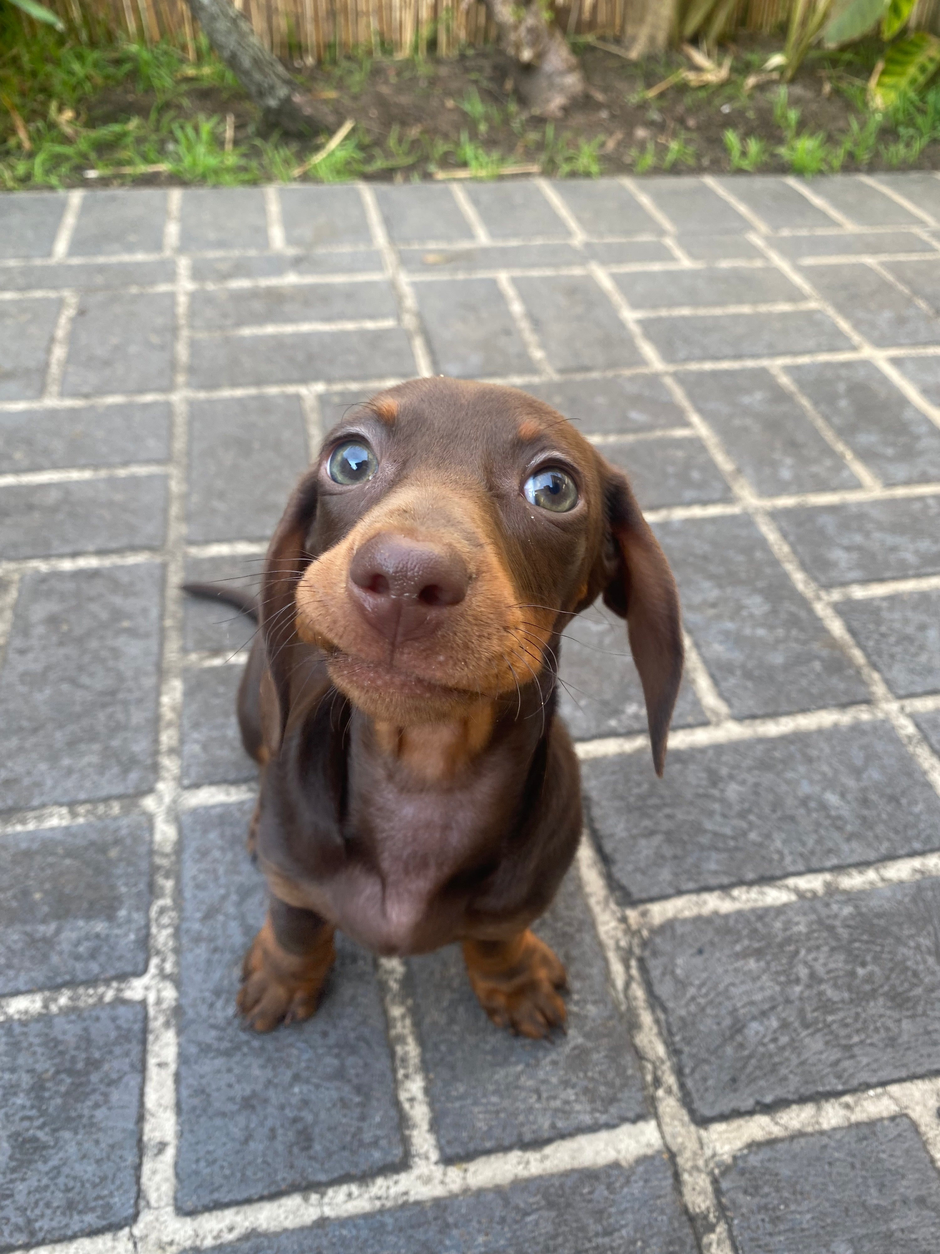 Juvenile Dog Training Class