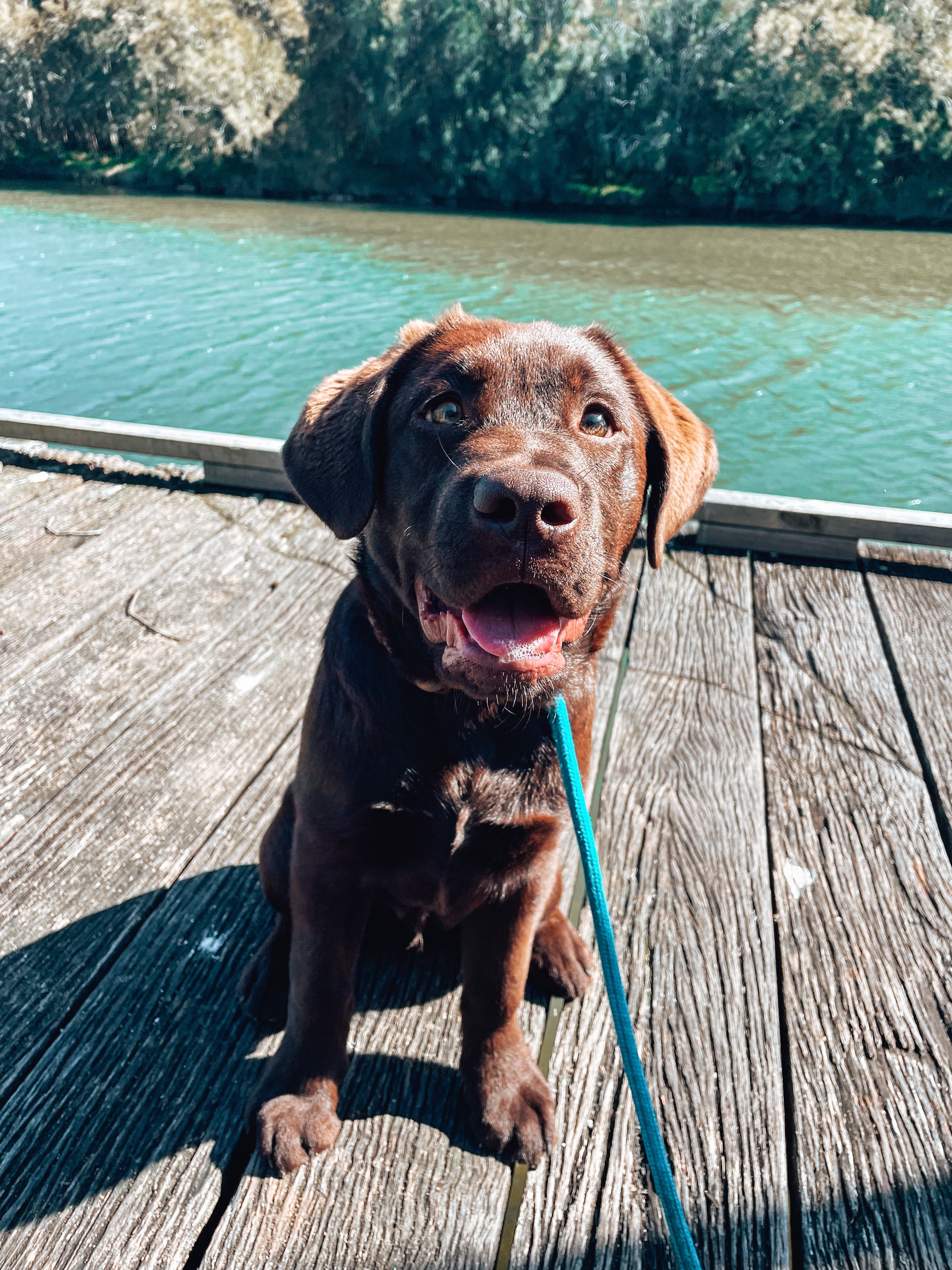 Juvenile Dog Training Class