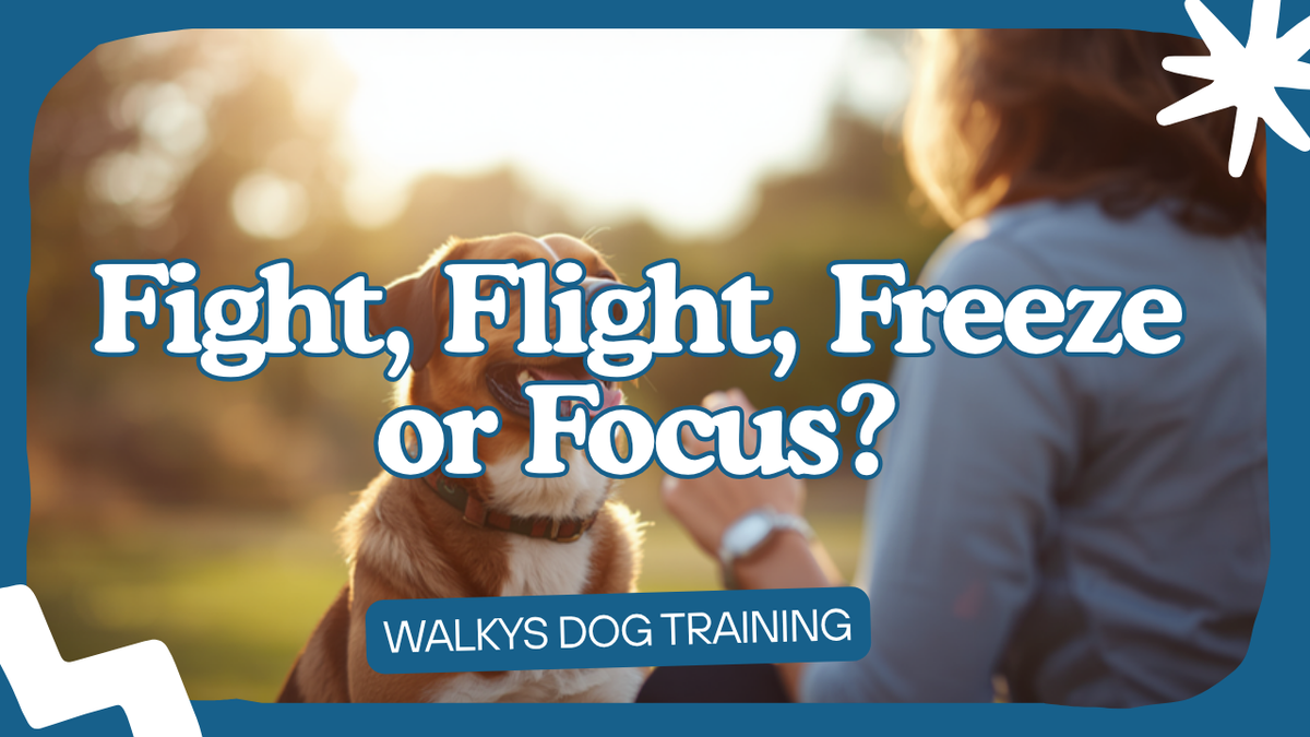 Walkys Dog Training Academy blog: Fight, Flight, Freeze or Focus: What Mode Is Your Dog In?