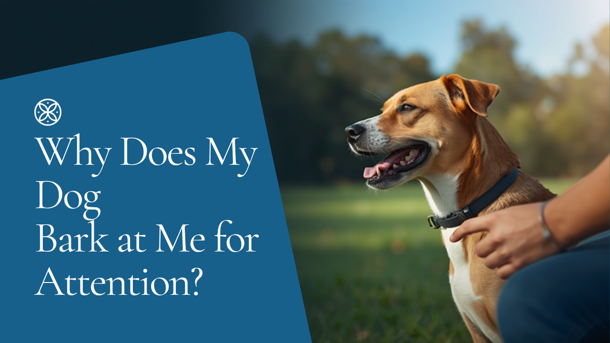 Walkys Dog Training Academy blog: Why Does My Dog Bark at Me for Attention? (And Why Ignoring Isn't Enough)