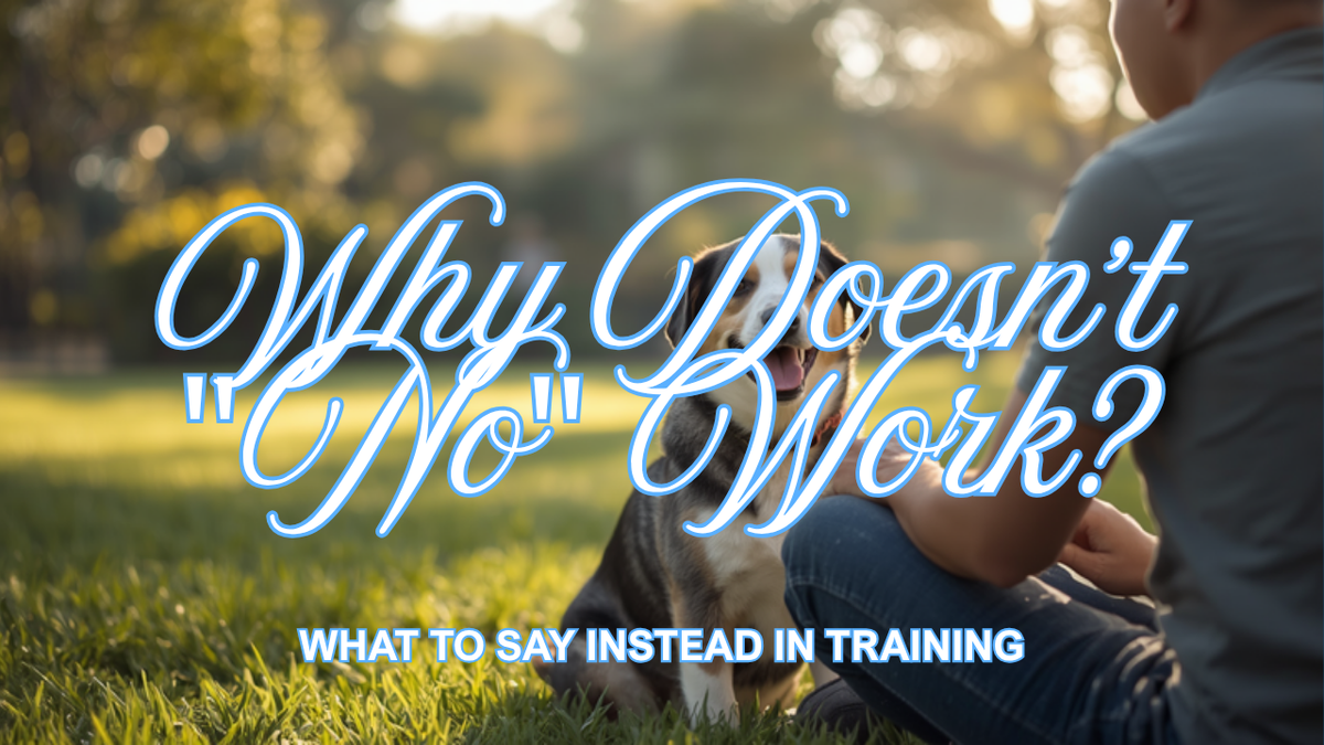 Walkys Dog Training Academy blog: Why Doesn't "No" Work on My Dog? What to Say Instead
