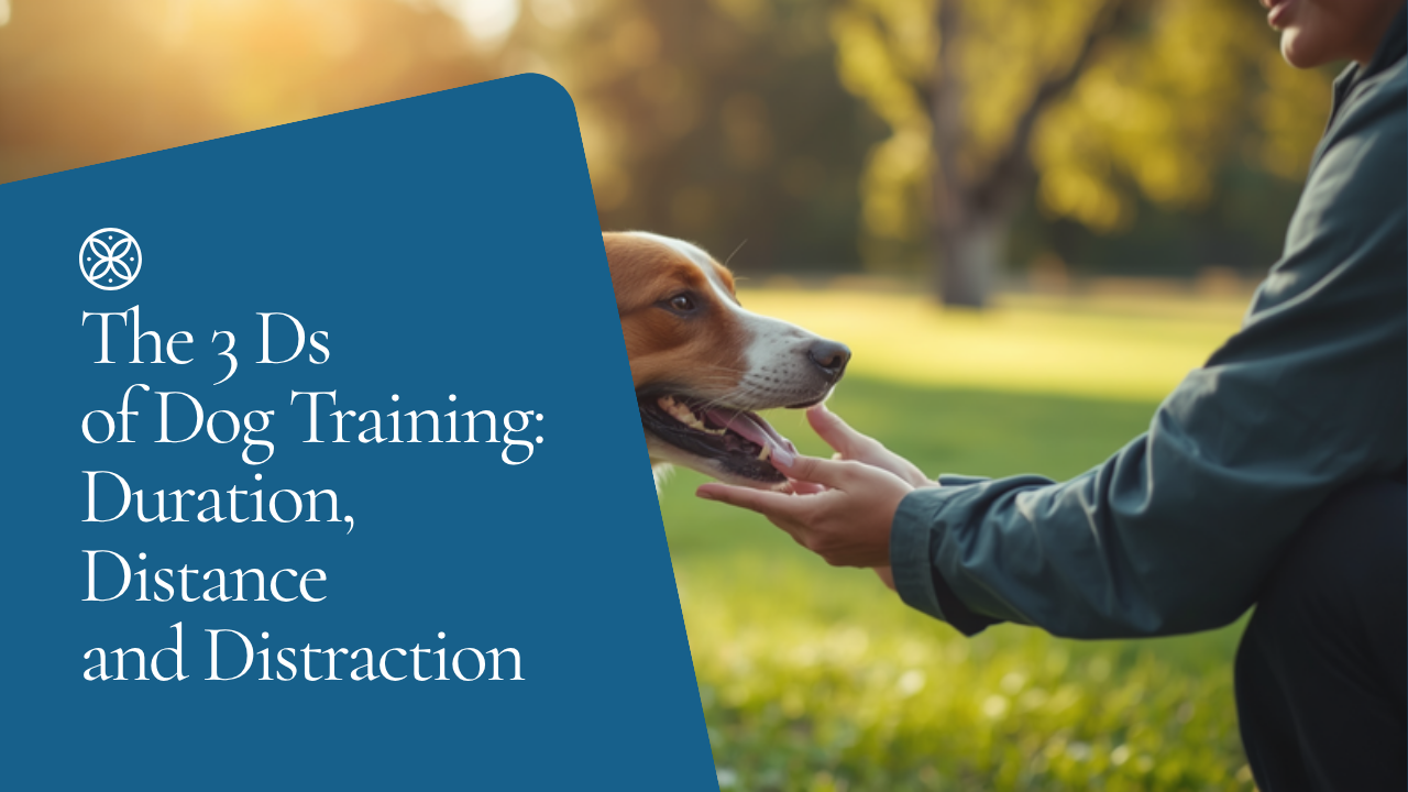 Walkys Dog Training Academy blog: The 3 Ds of Dog Training: Duration, Distance and Distraction