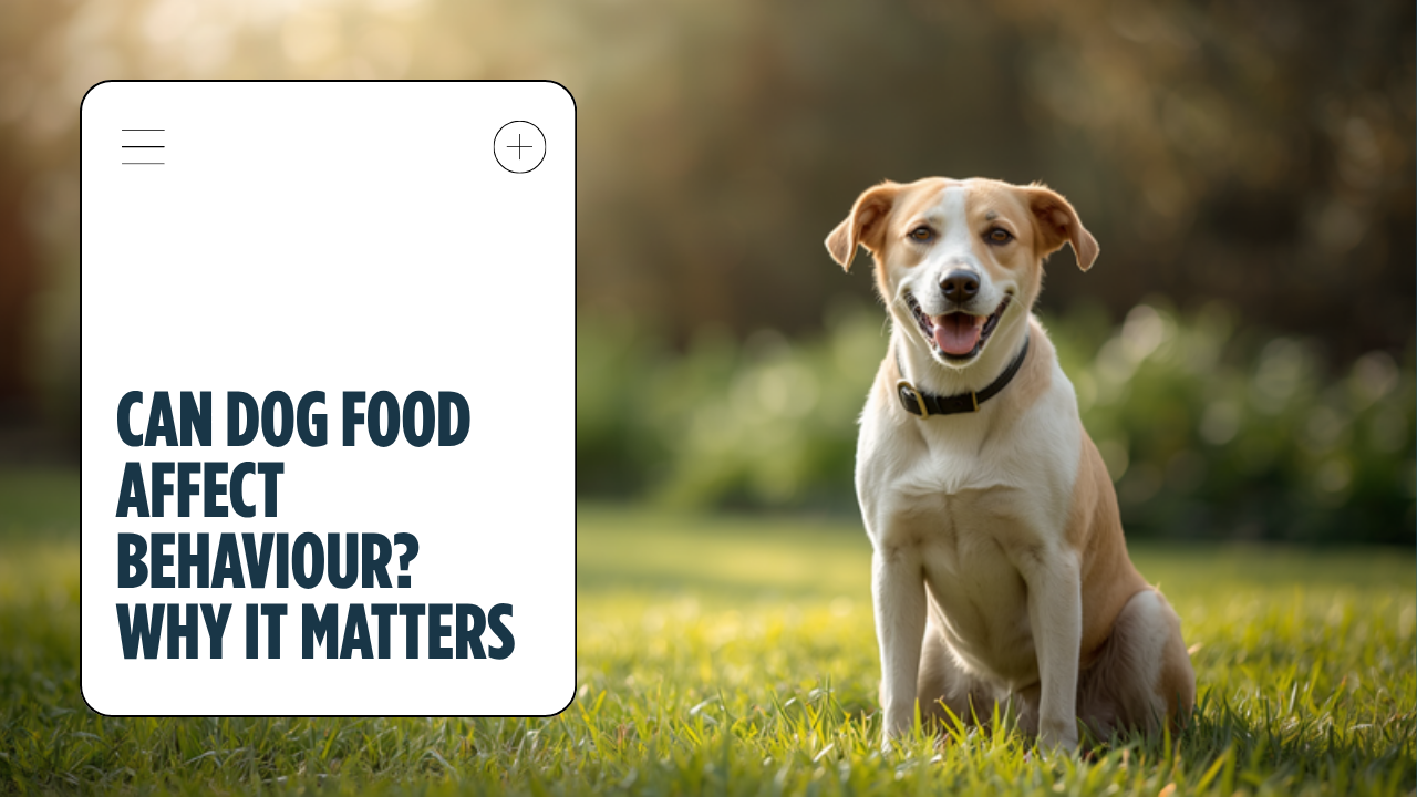 Walkys Dog Training Academy blog: Can Dog Food Affect Behaviour? Why What's in the Bowl Matters