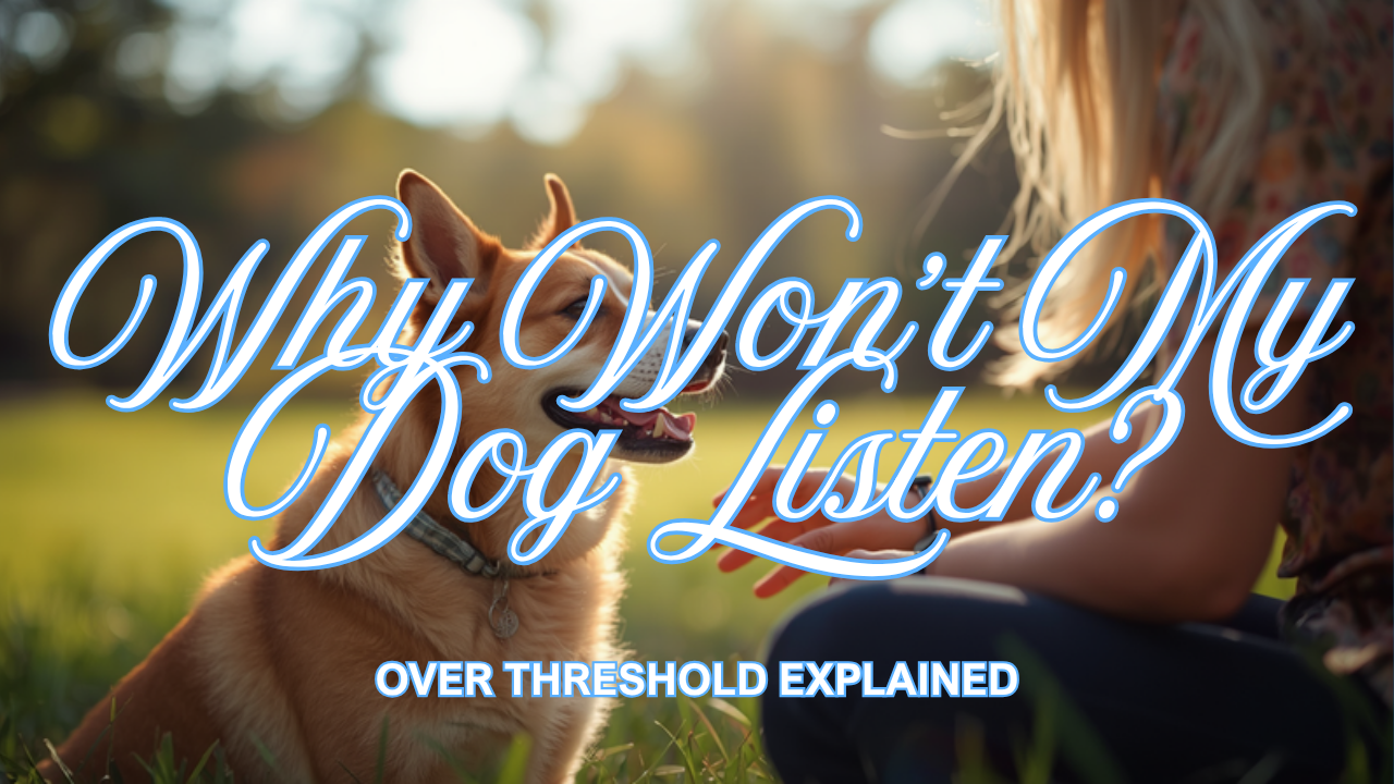 Walkys Dog Training Academy blog: Why Won't My Dog Listen When Excited? Over Threshold Explained