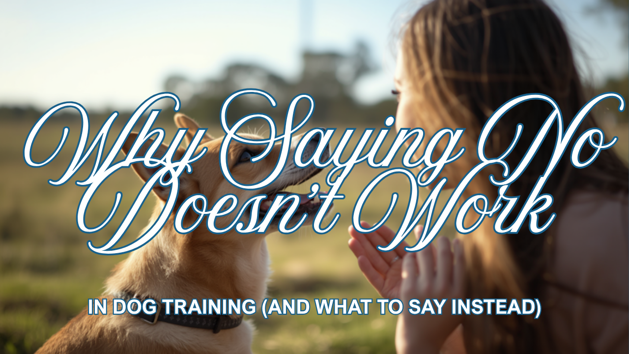 Walkys Dog Training Academy blog: Why Saying No Doesn't Work in Dog Training (And What to Say Instead)