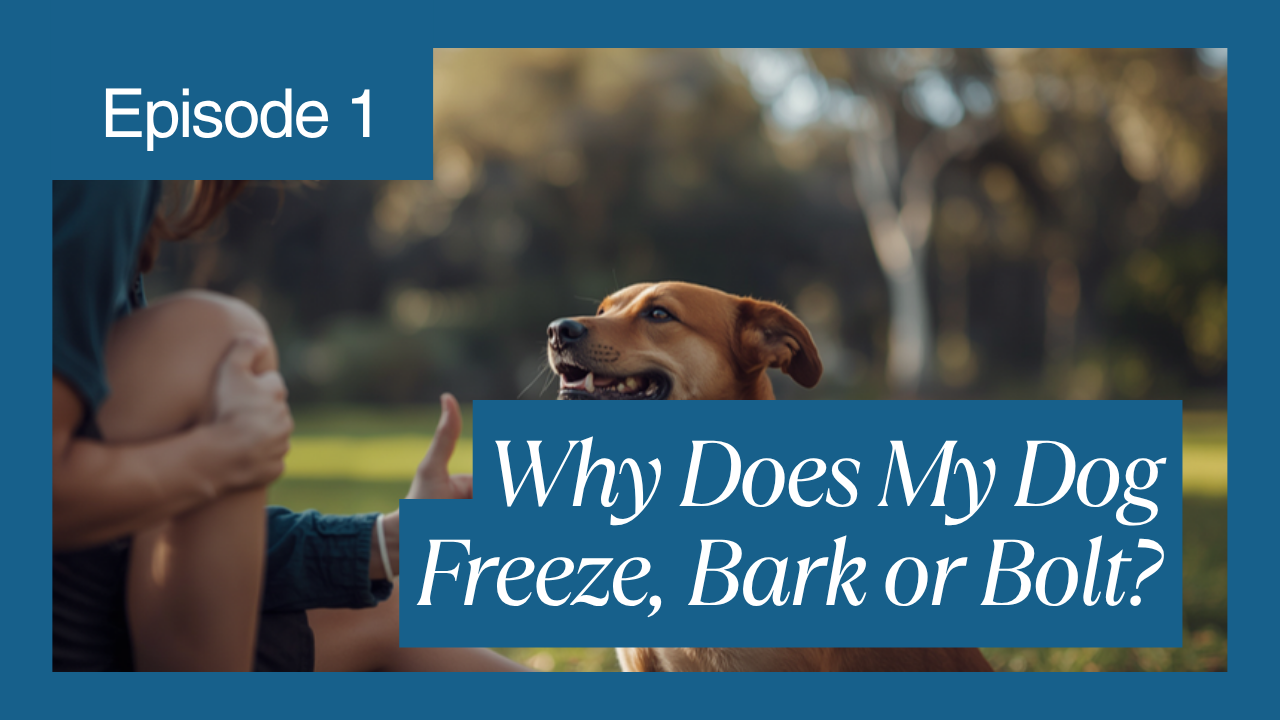 Walkys Dog Training Academy blog: Why Does My Dog Freeze, Bark or Bolt? The 4 Stress Responses