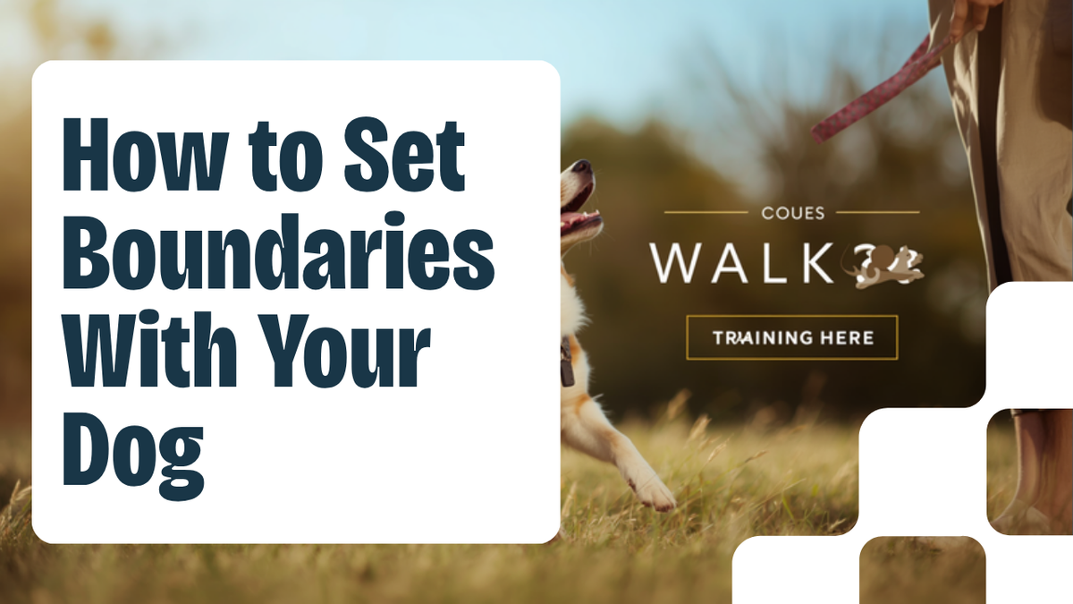 Walkys Dog Training Academy blog: How to Set Boundaries With Your Dog Without Being Harsh