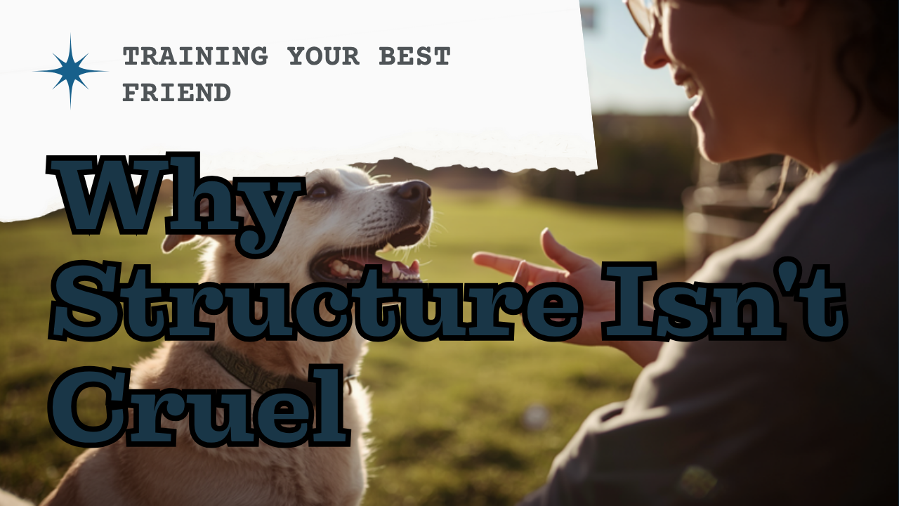 Walkys Dog Training Academy blog: Why Structure Isn't Cruel: How Routine Helps Your Dog Feel Safe