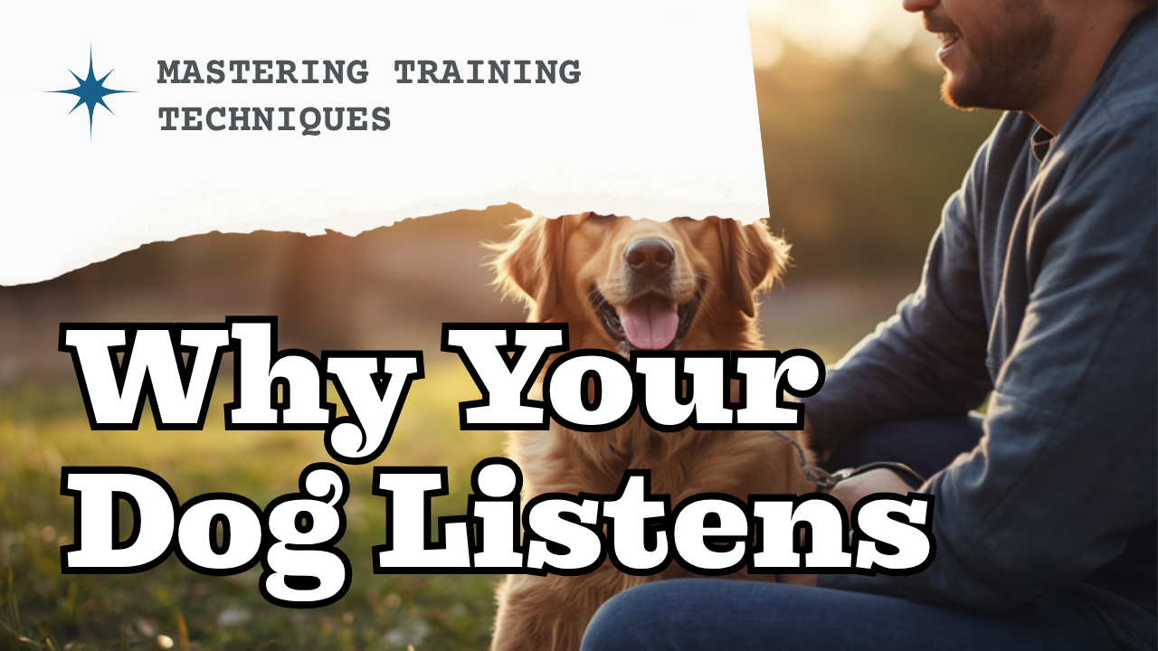 Walkys Dog Training Academy blog: Why Your Dog Listens at Home But Ignores You at the Park