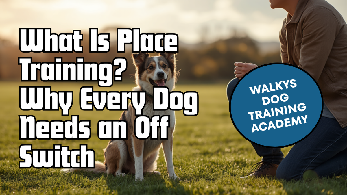 Walkys Dog Training Academy blog: What Is Place Training? Why Every Dog Needs an Off Switch