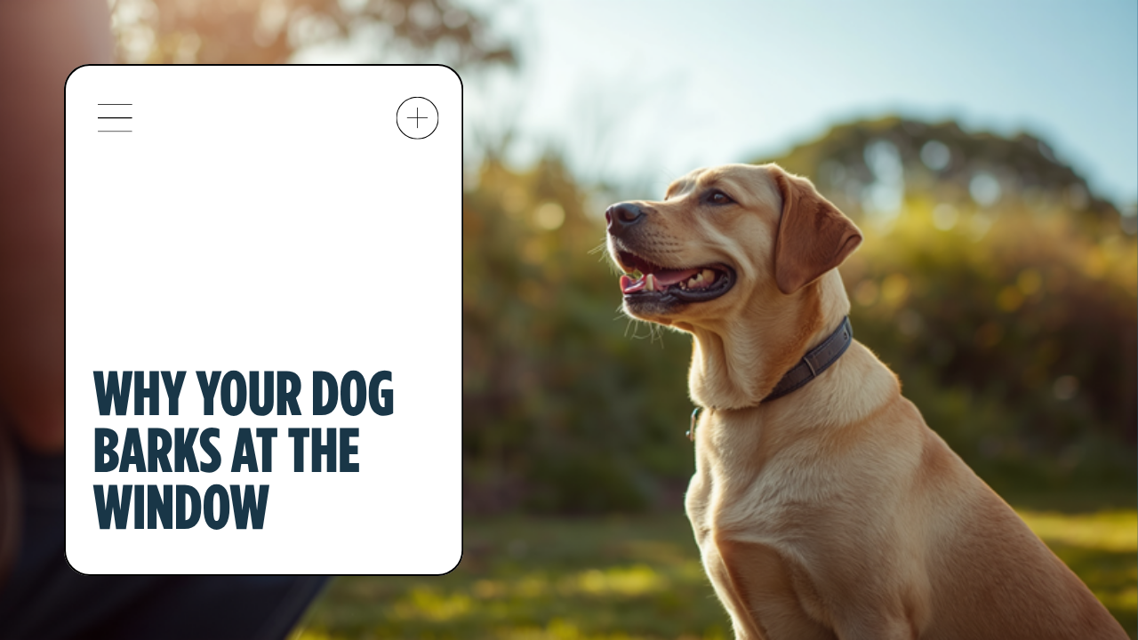 Walkys Dog Training Academy blog: Why Your Dog Barks at the Window (And How to Fix It)