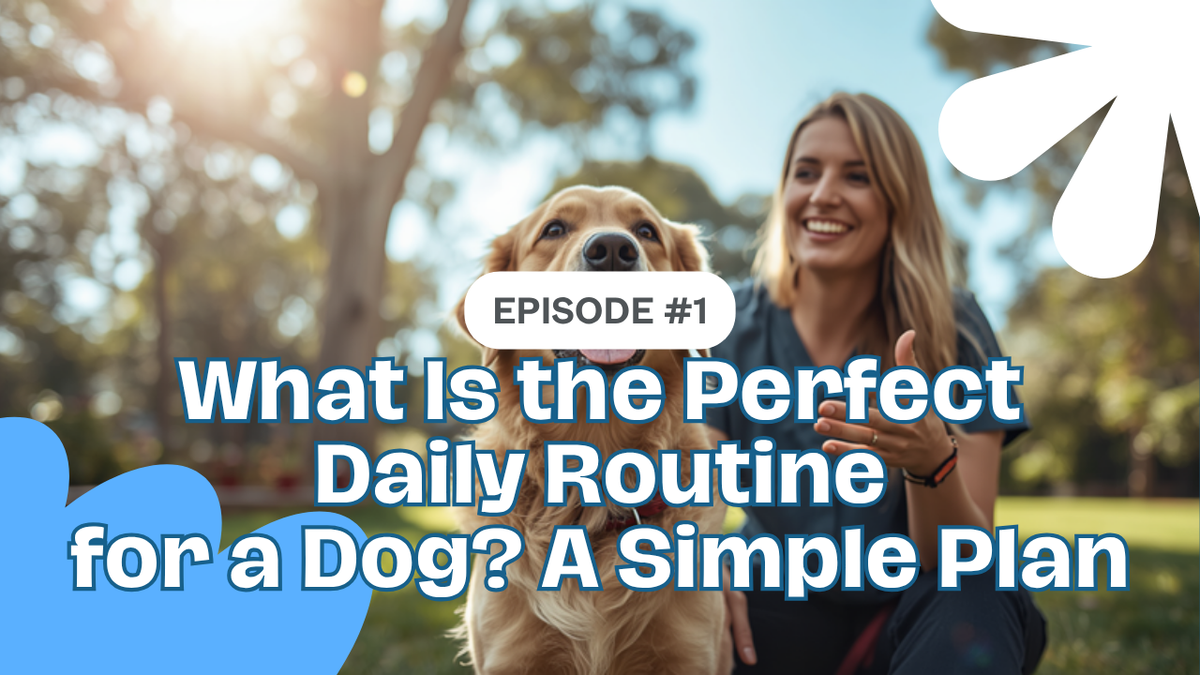 Walkys Dog Training Academy blog: What Is the Perfect Daily Routine for a Dog? A Simple Plan