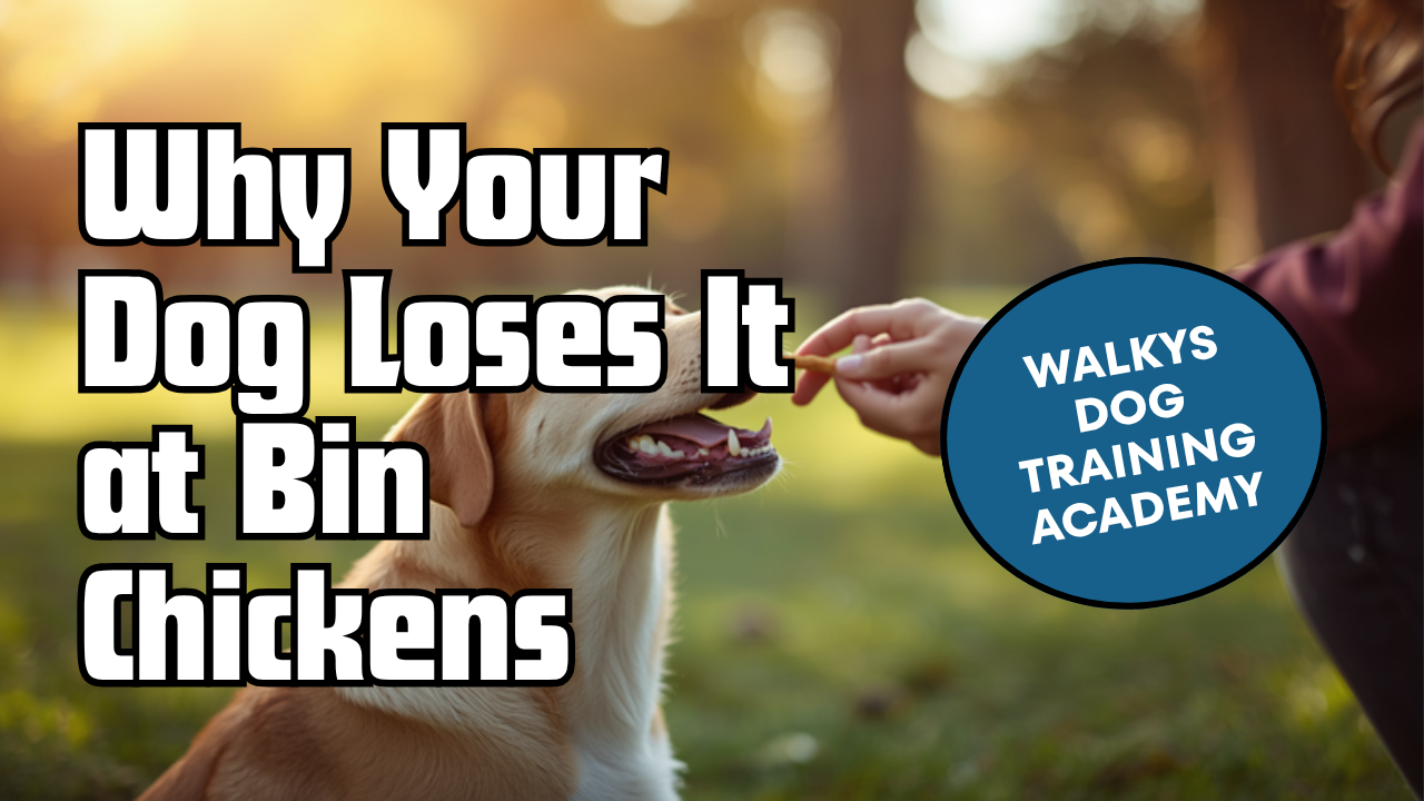 Walkys Dog Training Academy blog: Why Your Dog Loses It at Bin Chickens (And What to Do About It)
