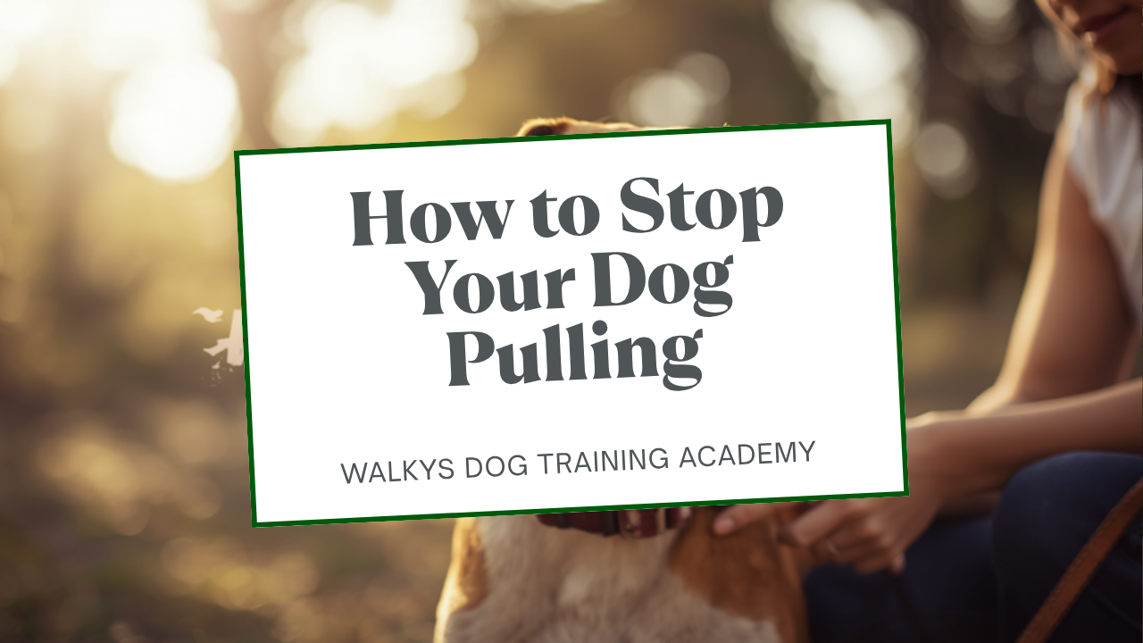 Walkys Dog Training Academy blog: How to Stop Your Dog Pulling on the Leash: The Turn Away Method