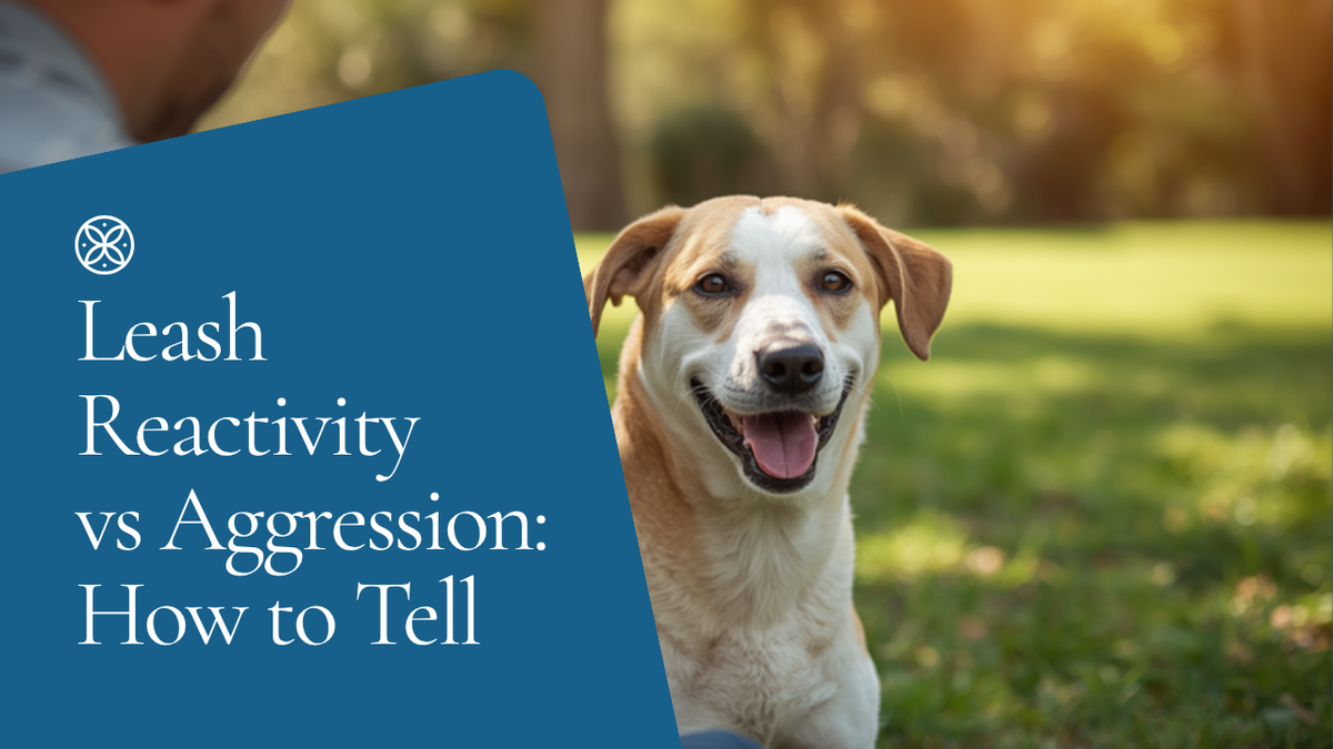 Walkys Dog Training Academy blog: Leash Reactivity vs Aggression: How to Tell the Difference