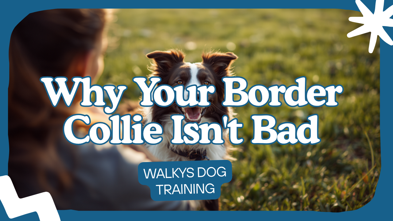 Walkys Dog Training Academy blog: Why Your Border Collie Isn't Bad, Just Bored