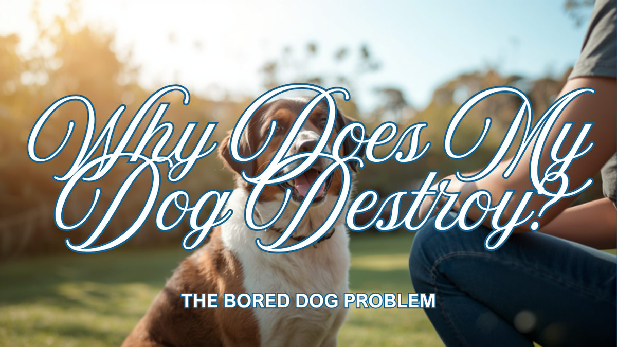 Walkys Dog Training Academy blog: Why Does My Dog Destroy My House? The Bored Dog Problem