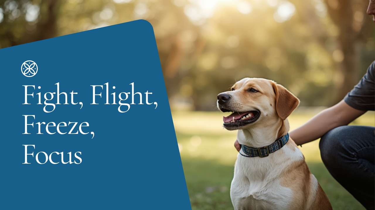 Walkys Dog Training Academy blog: Fight, Flight, Freeze, Focus: The 4 Modes Your Dogs Brain Runs In