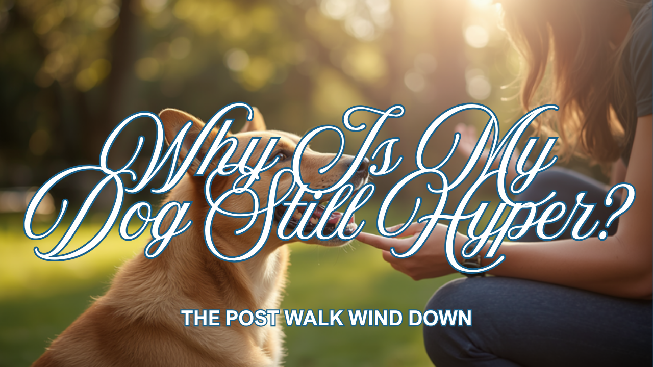 Walkys Dog Training Academy blog: Why Is My Dog Still Hyper After a Walk? The Post Walk Wind Down