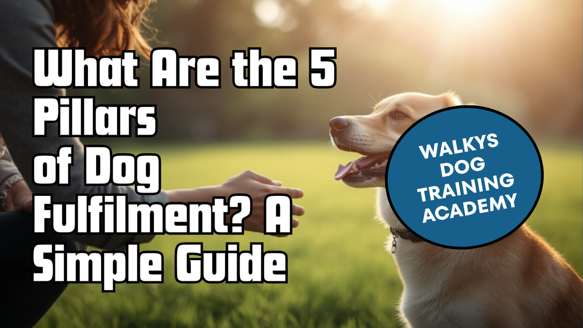 Walkys Dog Training Academy blog: What Are the 5 Pillars of Dog Fulfilment? A Simple Guide