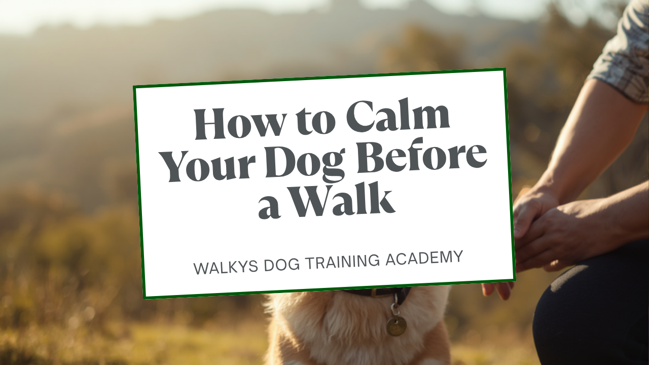 Walkys Dog Training Academy blog: How to Calm Your Dog Before a Walk: The 3 Metre Rule