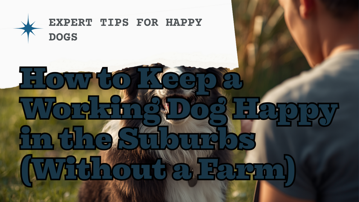 Walkys Dog Training Academy blog: How to Keep a Working Dog Happy in the Suburbs (Without a Farm)