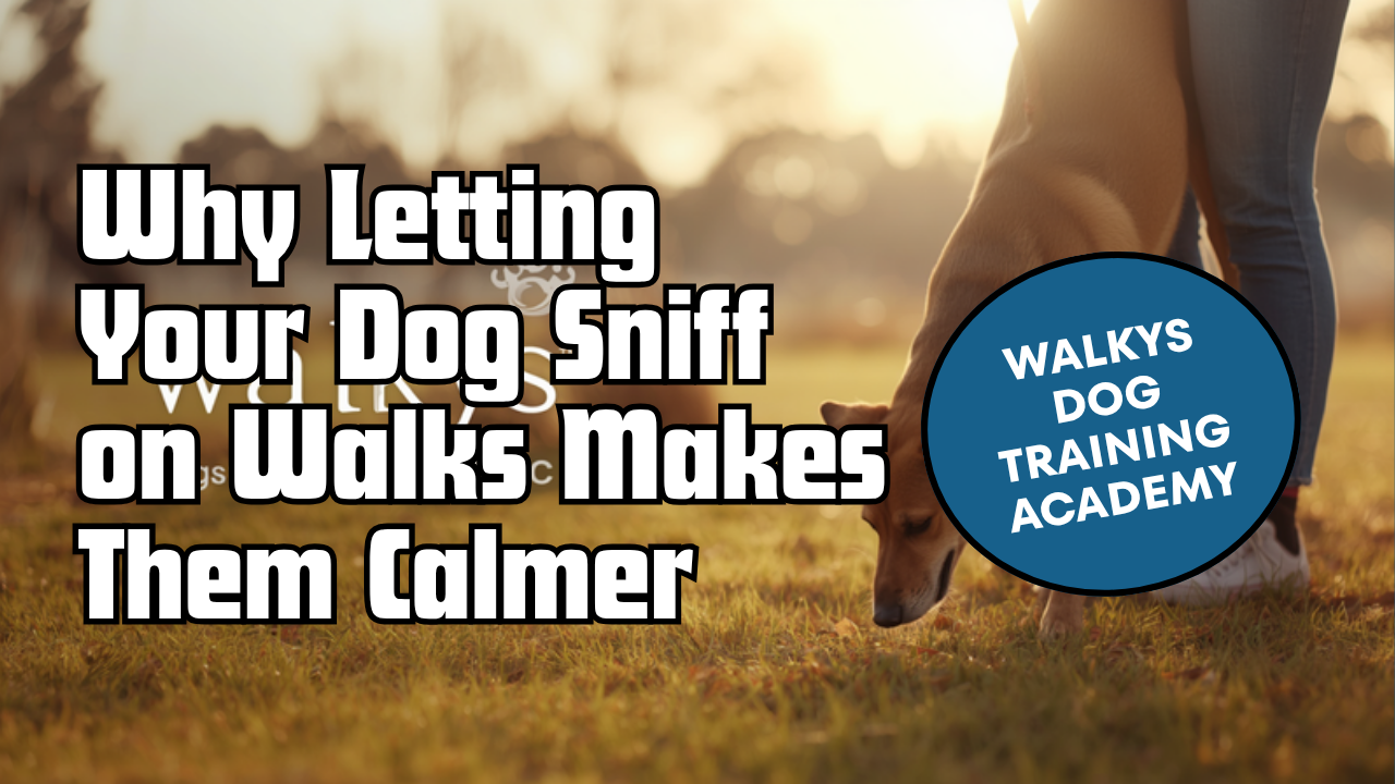 Walkys Dog Training Academy blog: Why Letting Your Dog Sniff on Walks Makes Them Calmer