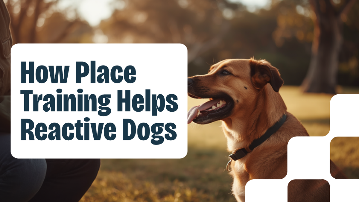 Walkys Dog Training Academy blog: How Place Training Helps Reactive Dogs: Controlled Exposure