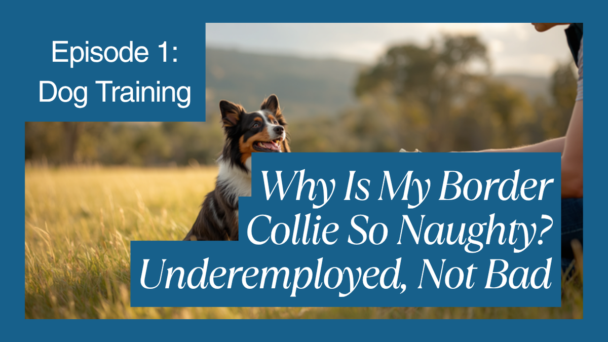 Walkys Dog Training Academy blog: Why Is My Border Collie So Naughty? Underemployed, Not Bad