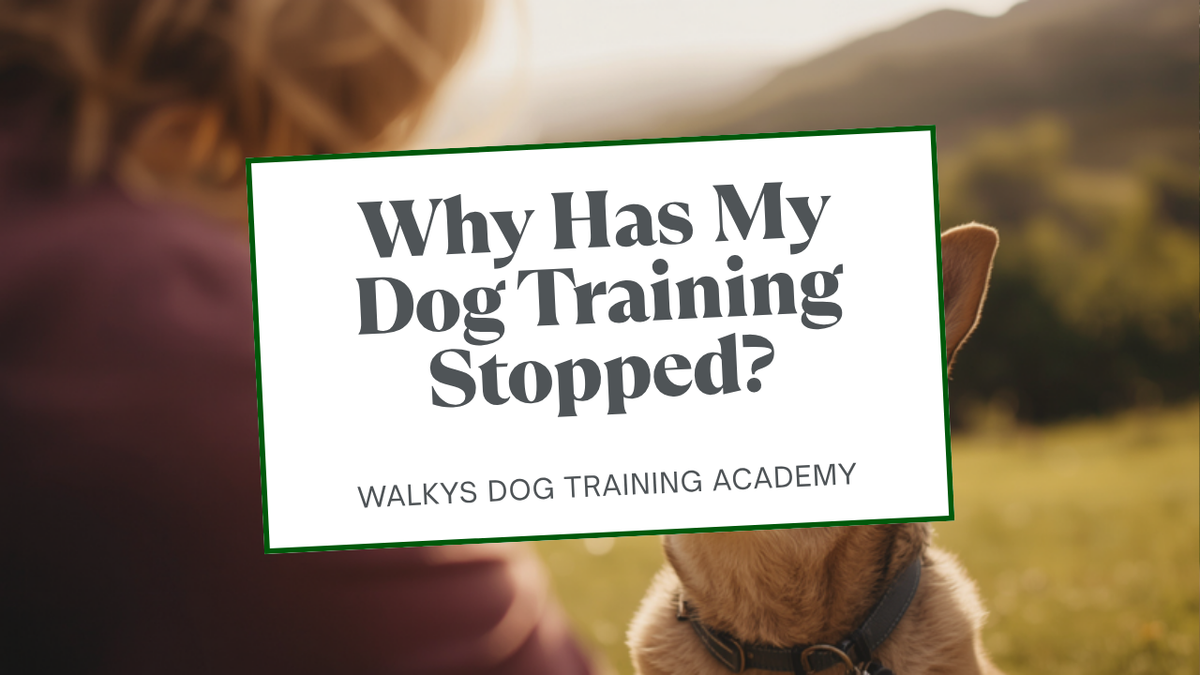 Walkys Dog Training Academy blog: Why Has My Dog Training Stopped Working? The Reset Plan