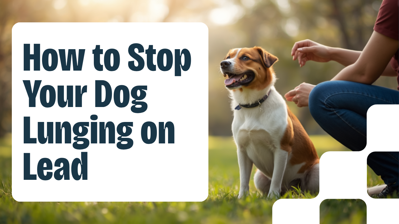 Walkys Dog Training Academy blog: How to Stop Your Dog Lunging at Other Dogs on the Lead