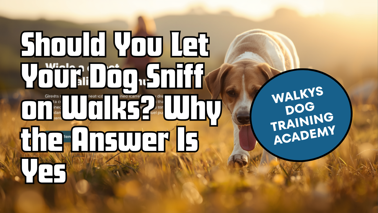 Walkys Dog Training Academy blog: Should You Let Your Dog Sniff on Walks? Why the Answer Is Yes