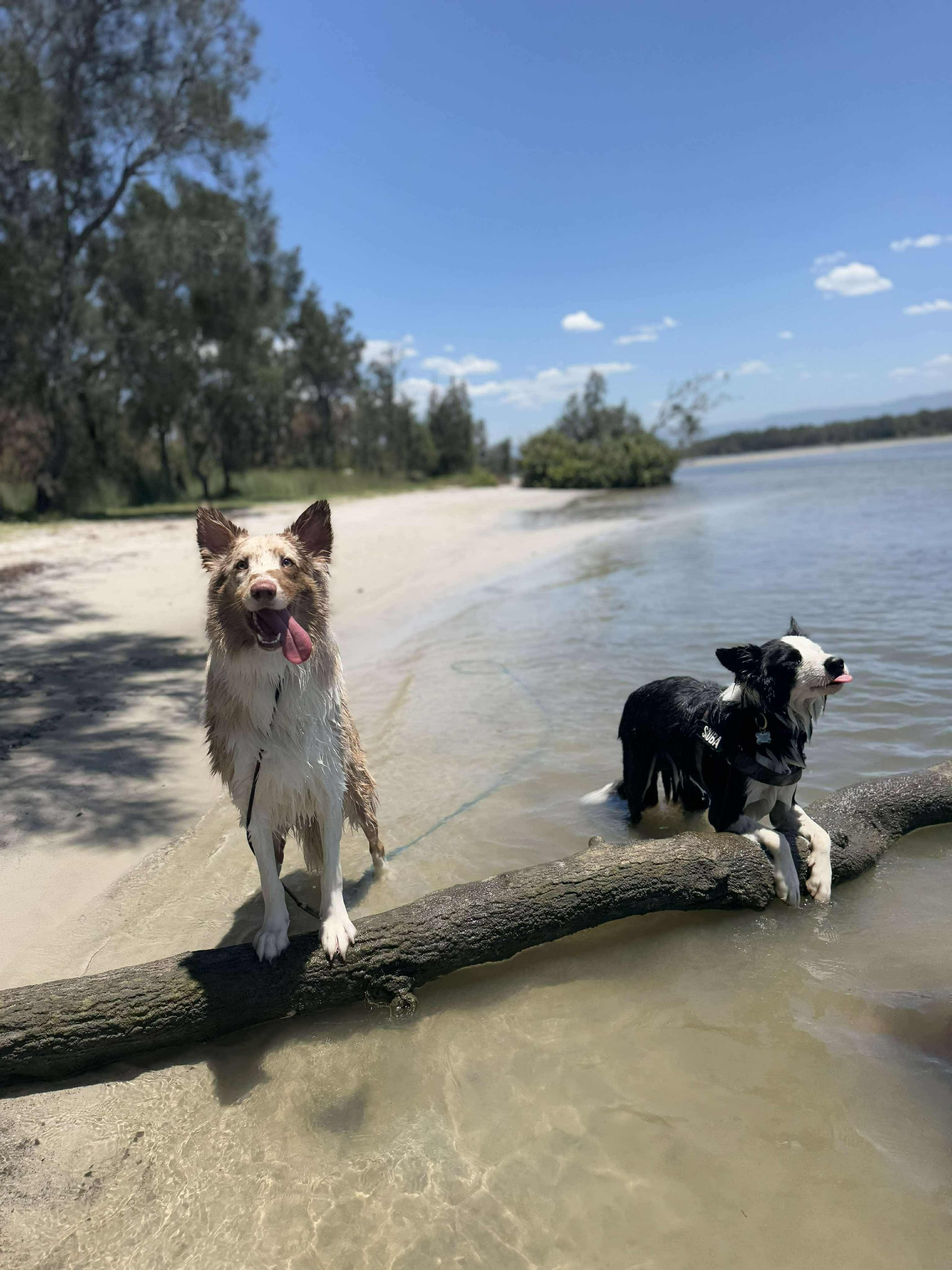 How to Train Your Dream Aussie Summer Beach Dog