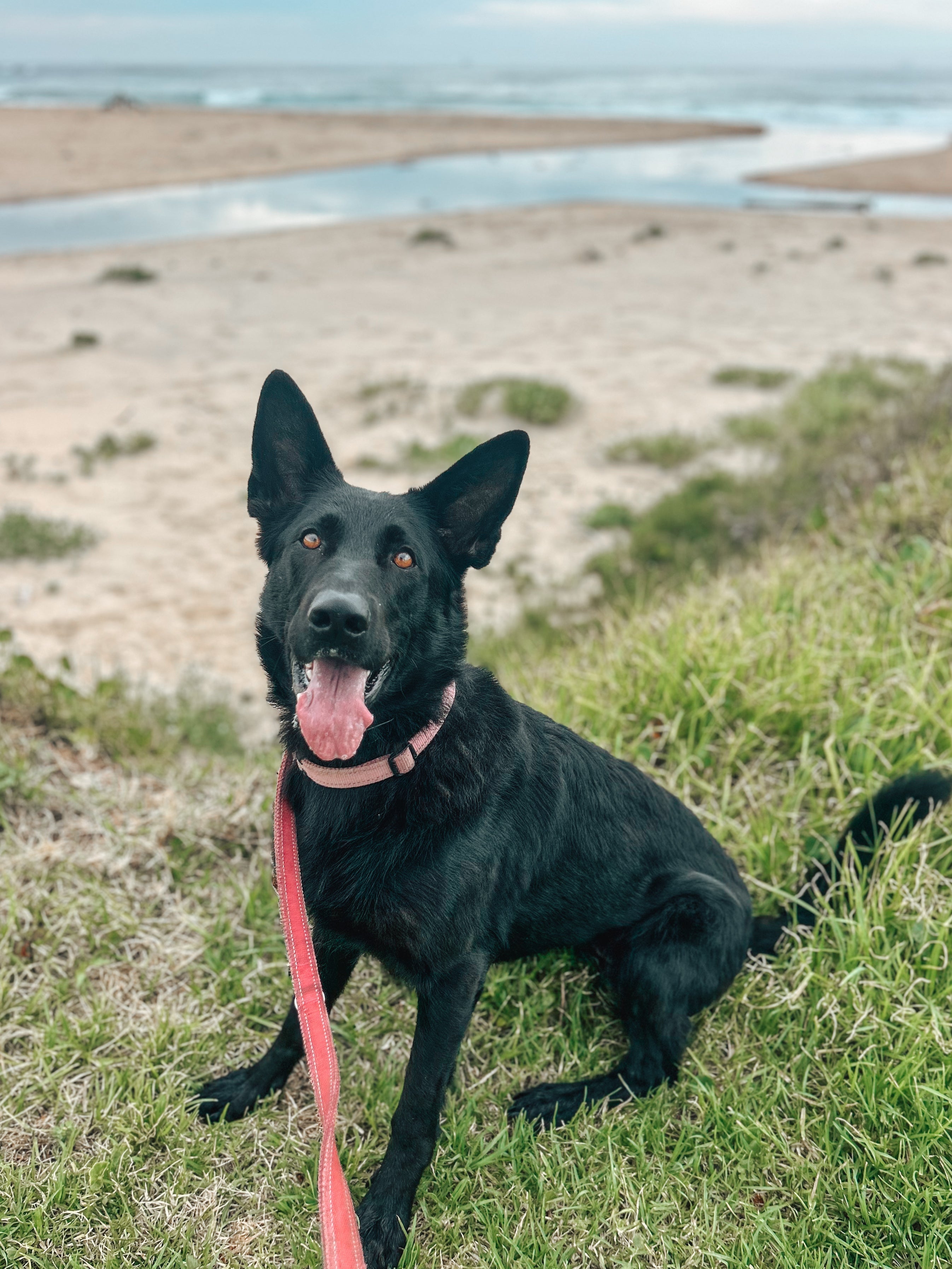 How to Create Peace and Harmony in Multi-Dog Households: Setting Boundaries for a Balanced Pack